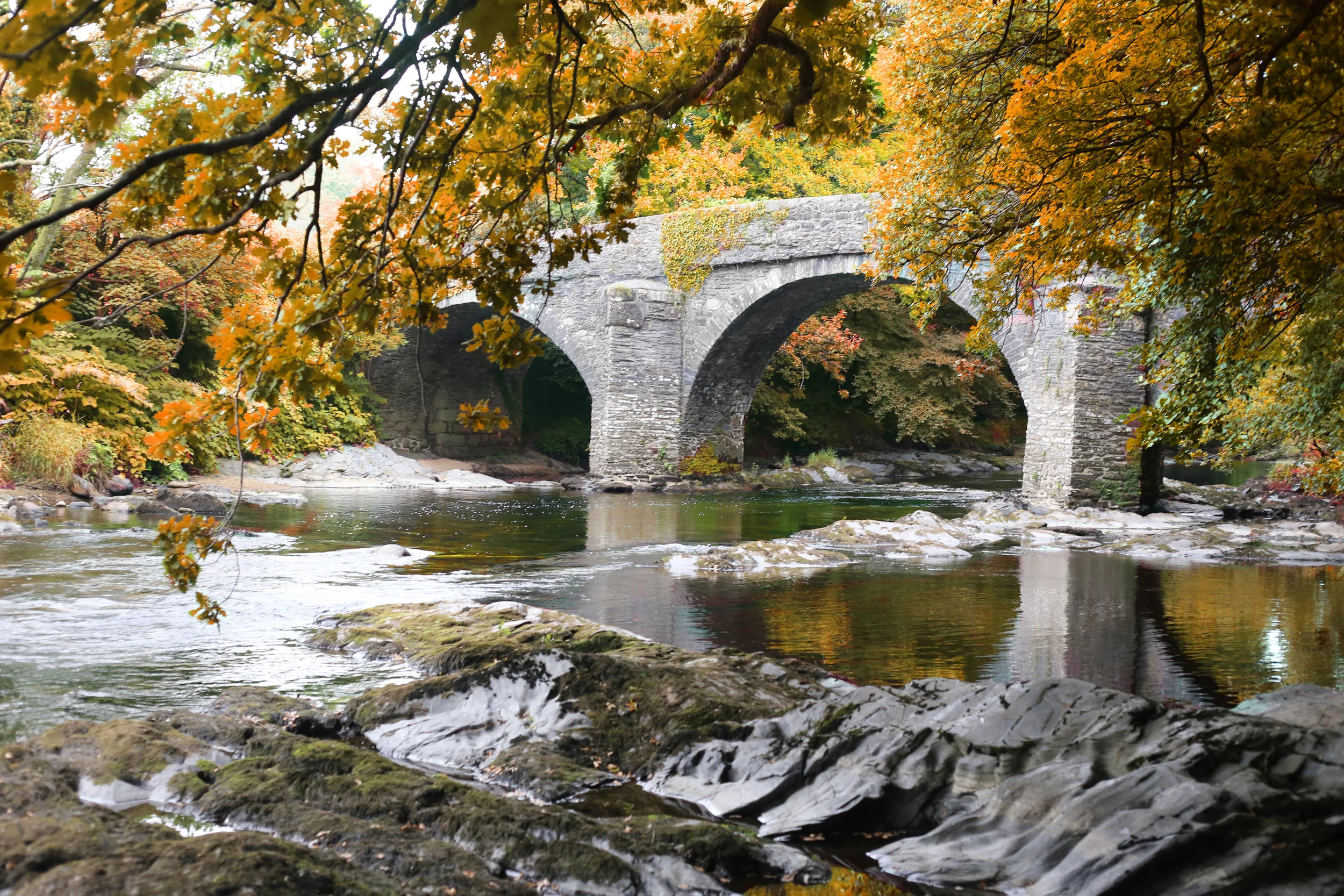Autmn tree bridge devon.jpg