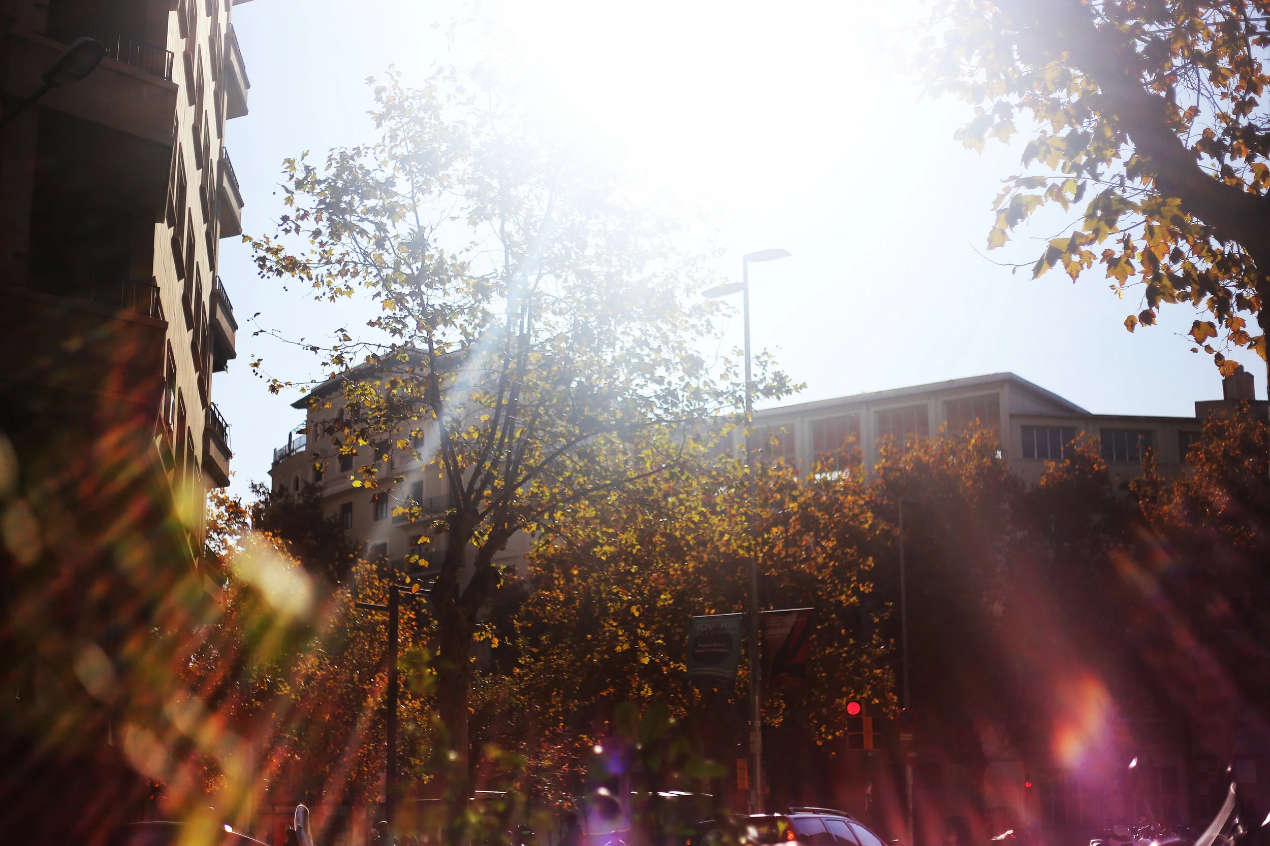 trees and flare.jpg