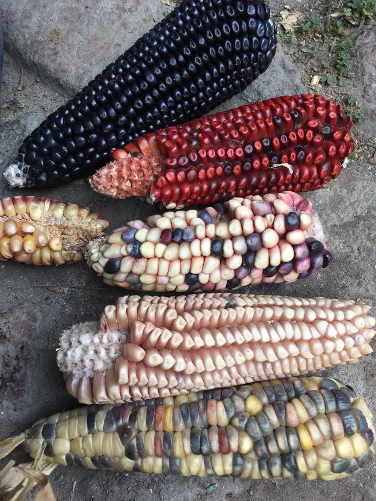Native corn/maize criollo