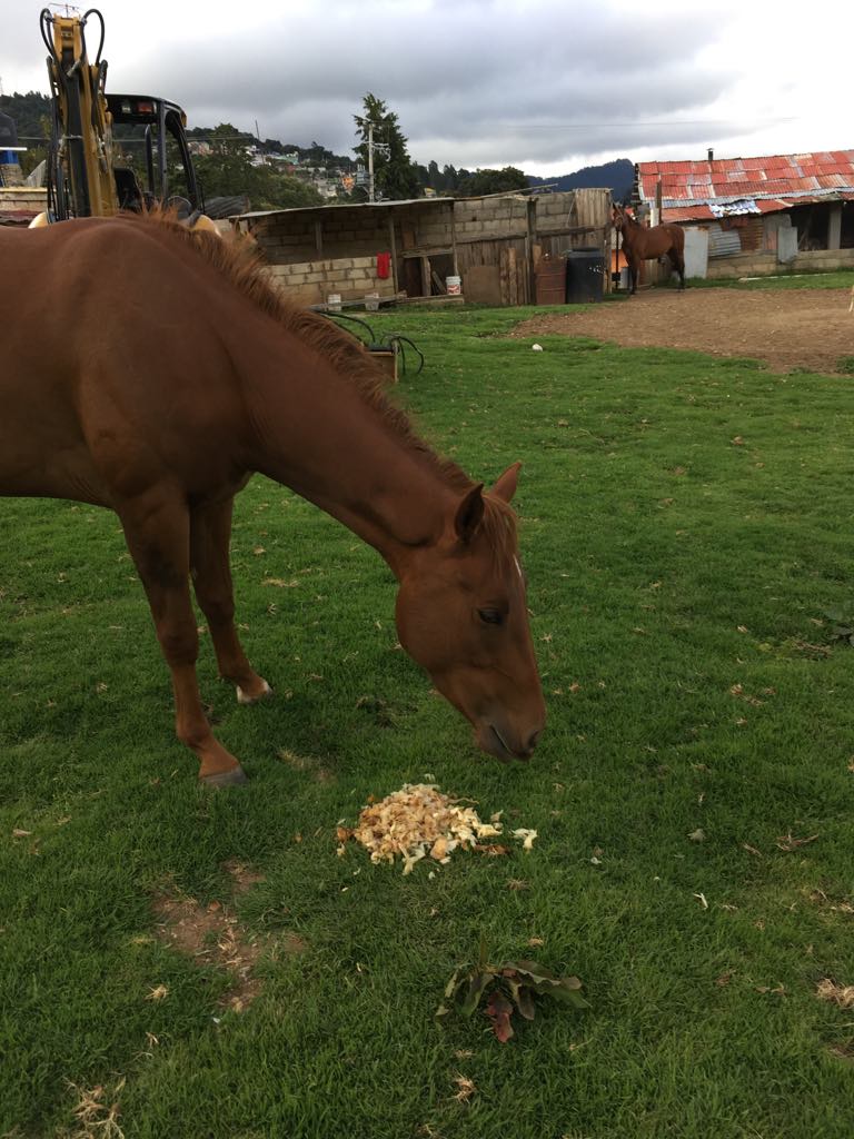 Pancho's horse loves the mechal - the scrapings of the agave heart. 