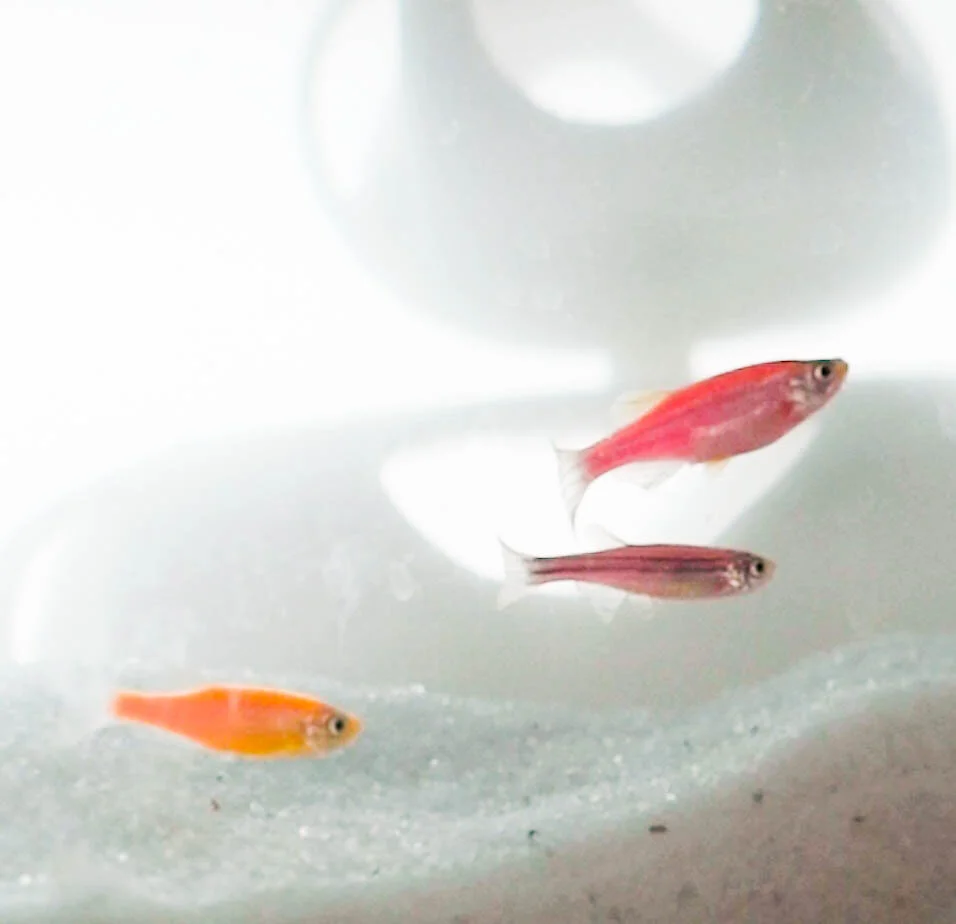 GloFish.jpg
