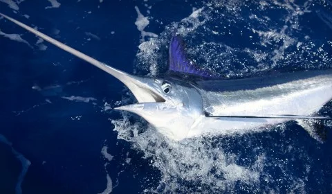 sword fish.jpg