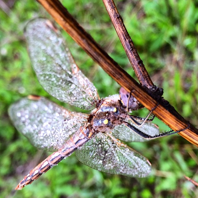 dragonfly in the dew