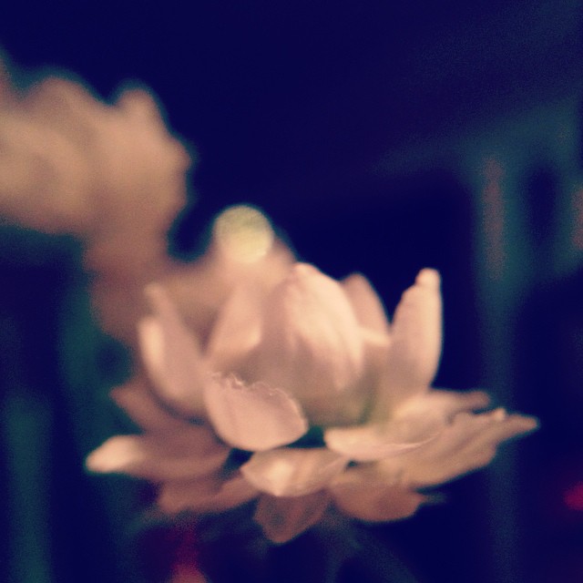 miniature_lotus.jpg