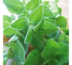 Oregano Oil and why it is a Powerhouse!