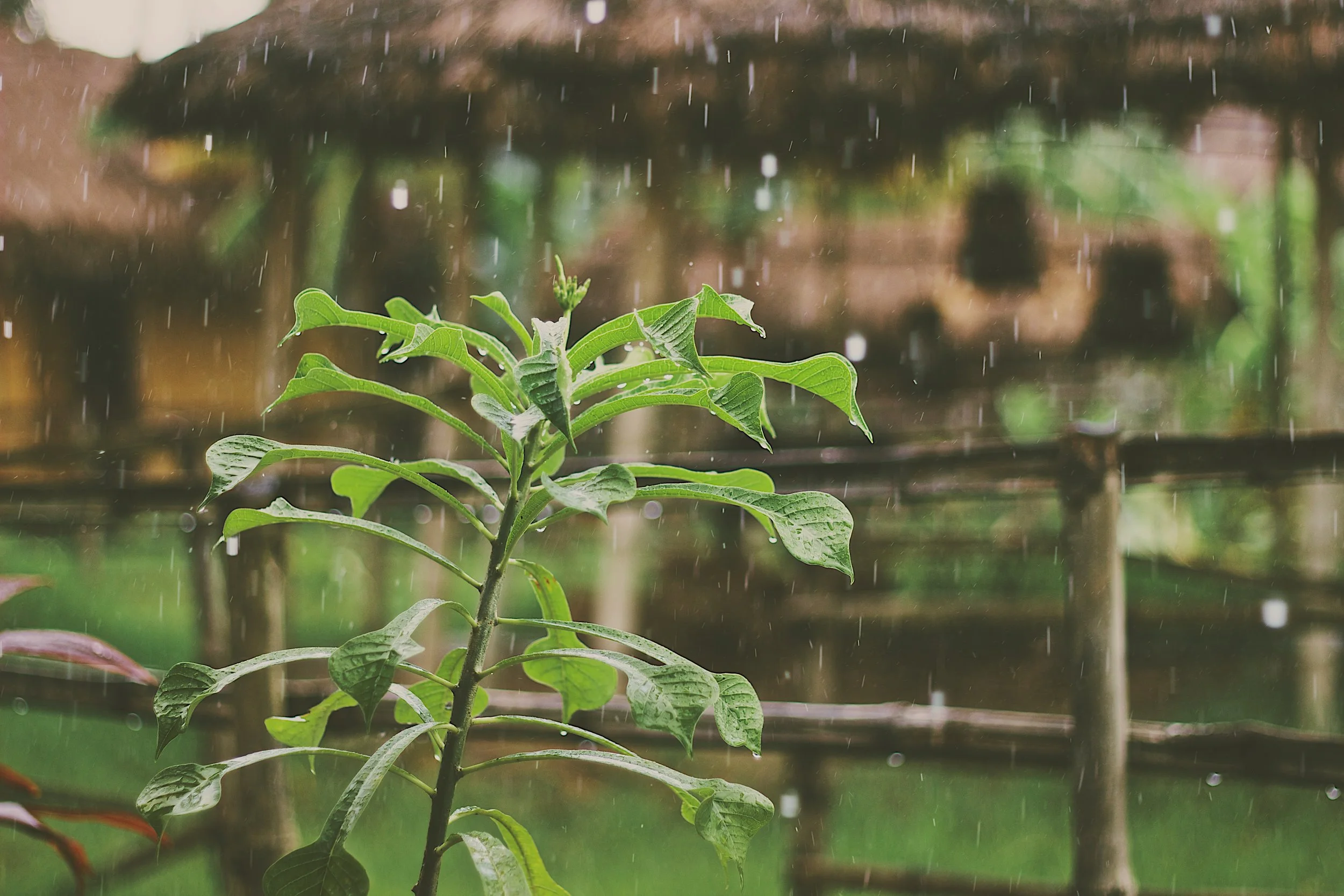 Magical Uses for Rain Water!