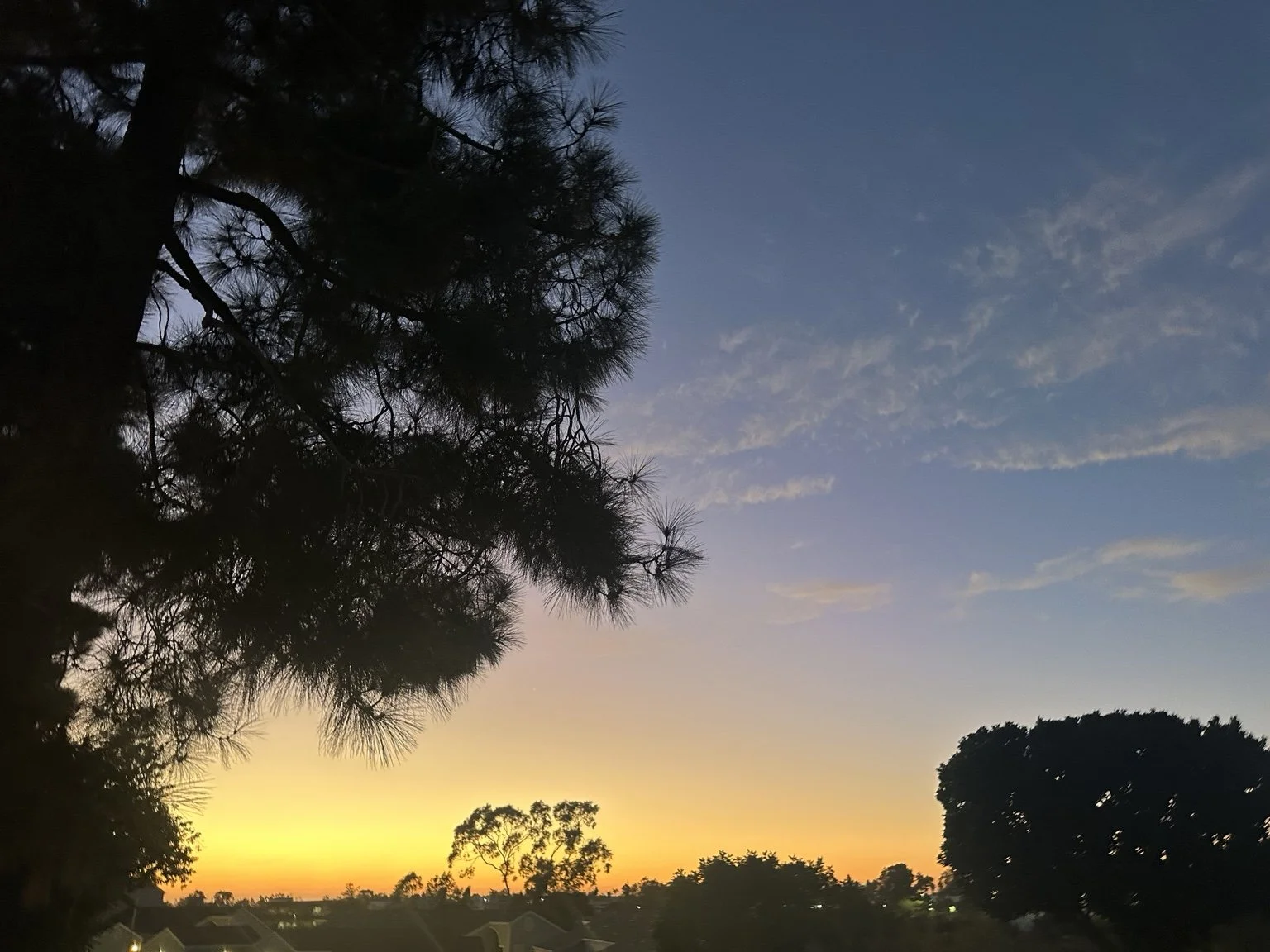 Golden sunset glowing behind the silhouette of a pine tree, photographed by Traci.