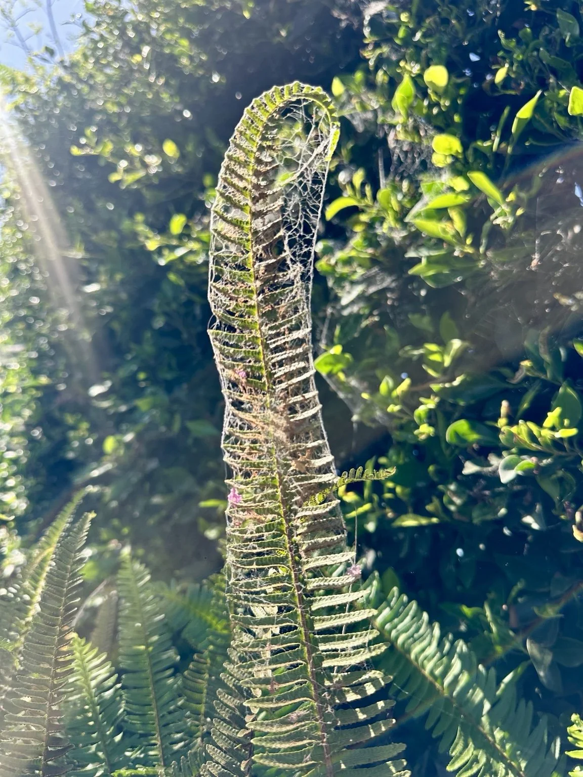 Sunlight illuminating the intricate green leaves of a fern, photographed by Traci.