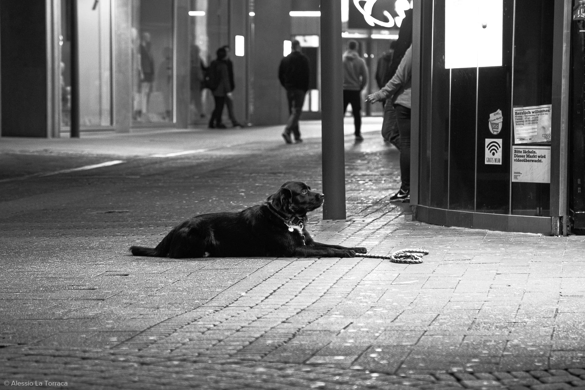 A black dog lying on the sidewalk in front of a bus stop in an urban setting at night, with people walking in the background.