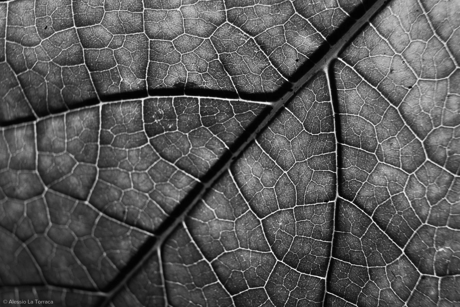 Close-up of a black and white leaf showing detailed vein structure.