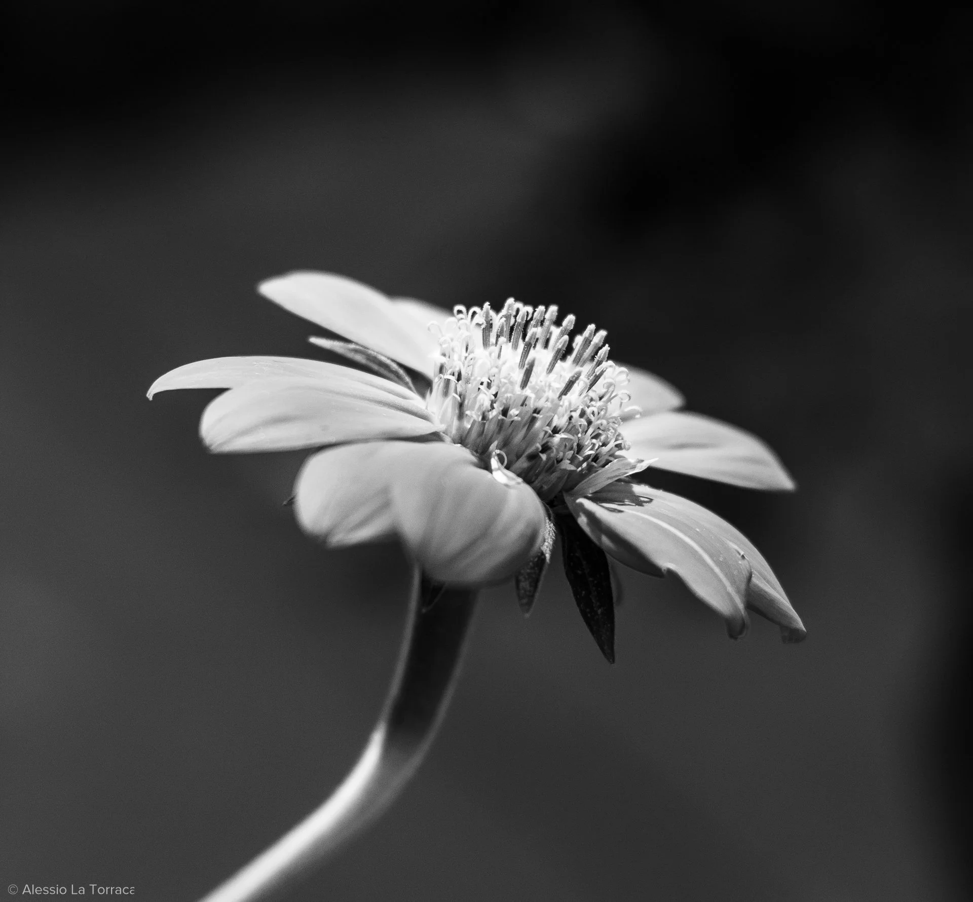 Close-up black and white photo of a single flower with rounded petals and a detailed center, set against a blurred background.