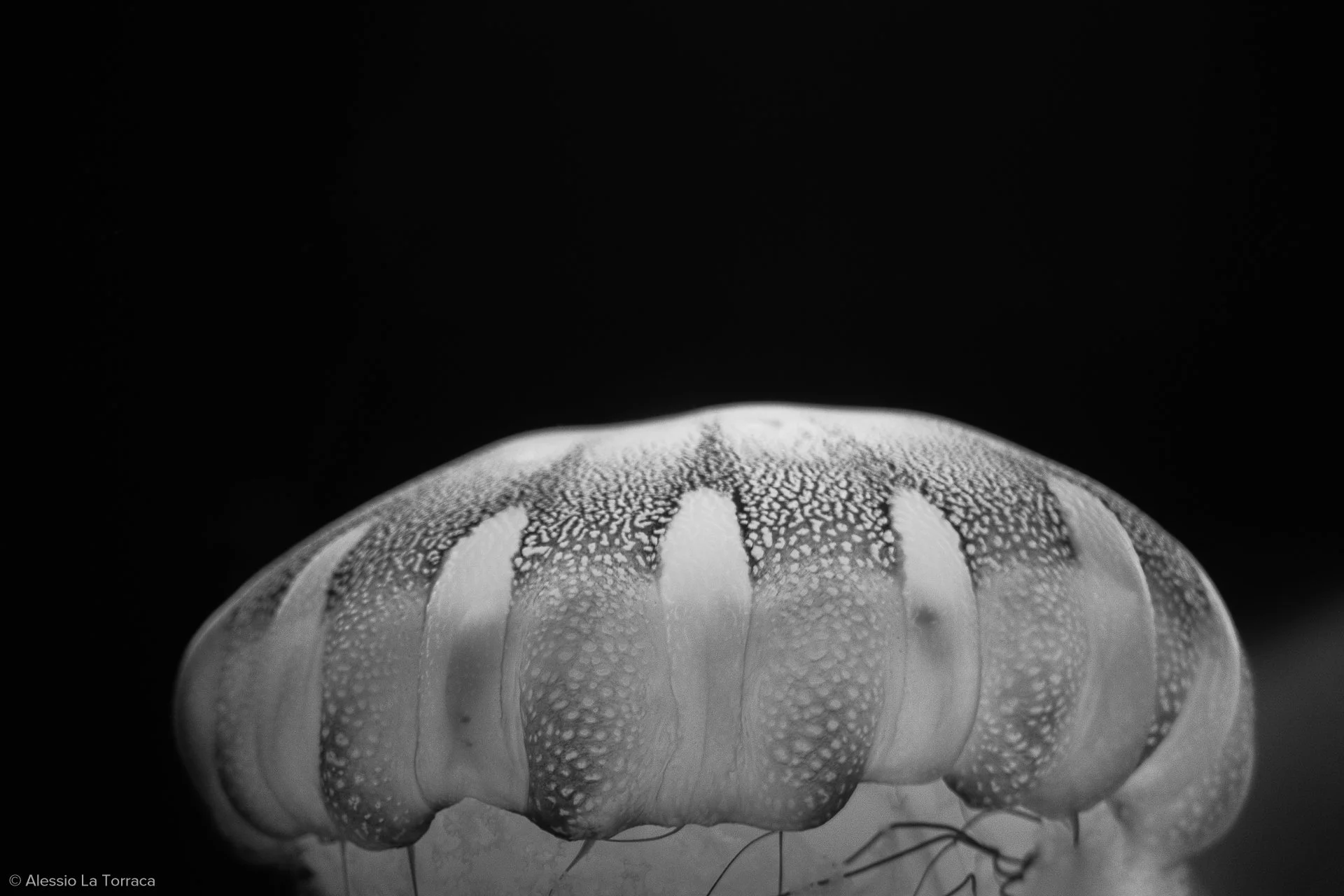 Close-up black and white photograph of a jellyfish with a rounded, textured bell against a dark background.