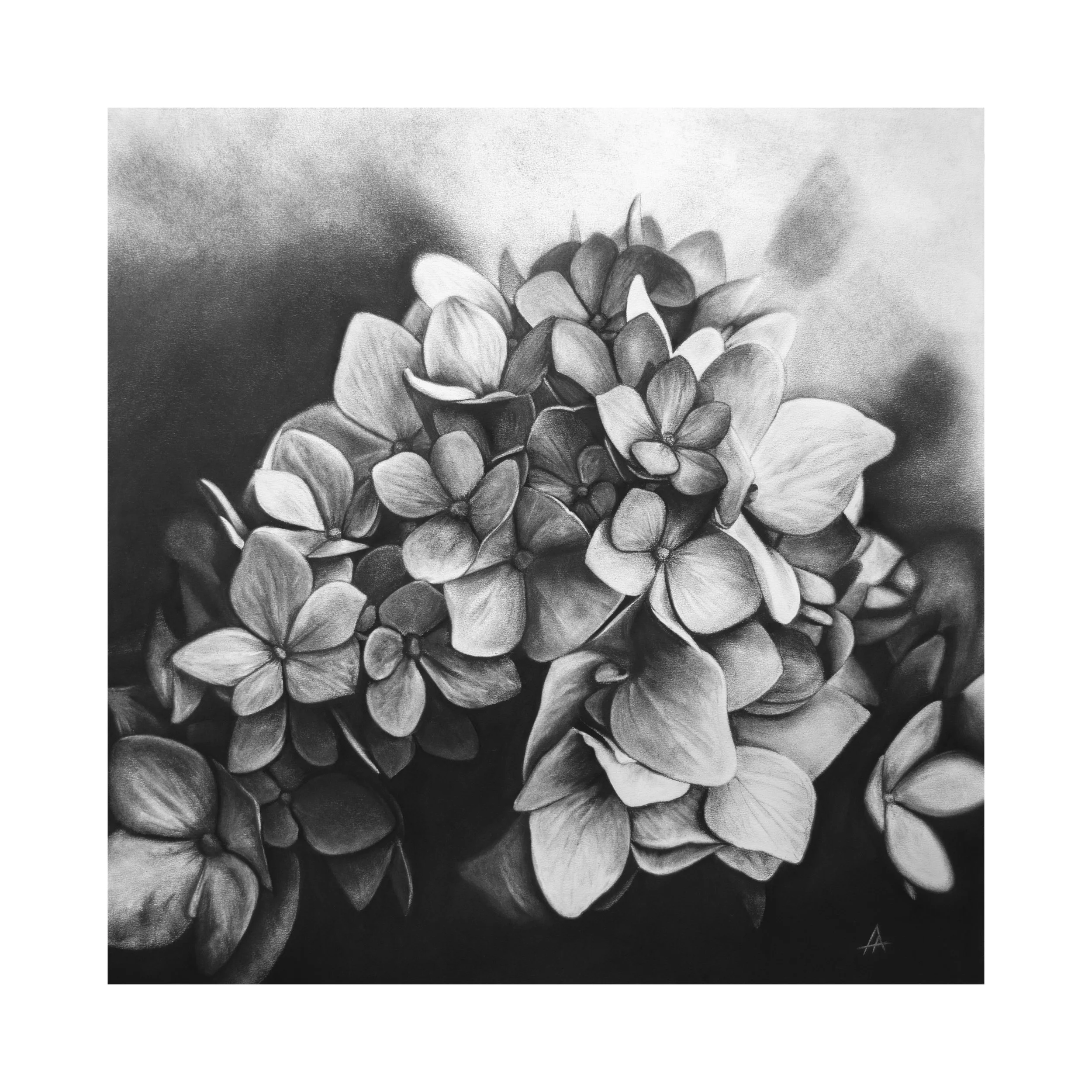 Hydrangeas AmyAnderson.jpg