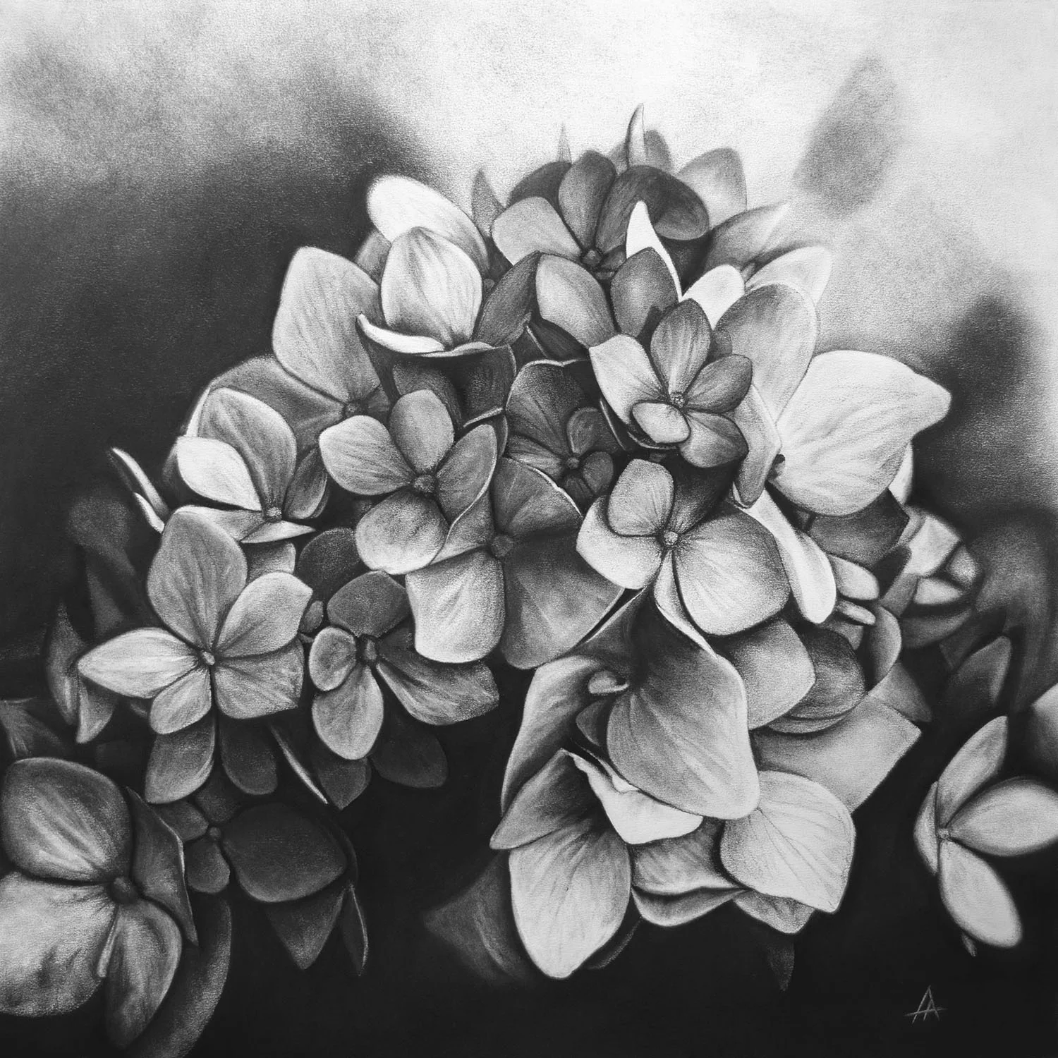 Hydrangeas AmyAnderson small.jpg