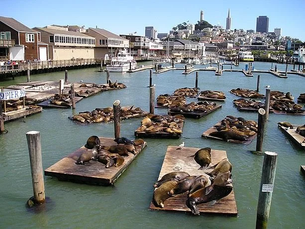 Fisherman's wharf / Pier 39 Get some chocolate at Ghirardelli Square, say hi to the sea lions basking in the sun, or just hang out and people watch at one of San Francisco's most visited spots. More Info On Fisherman's Wharf Here