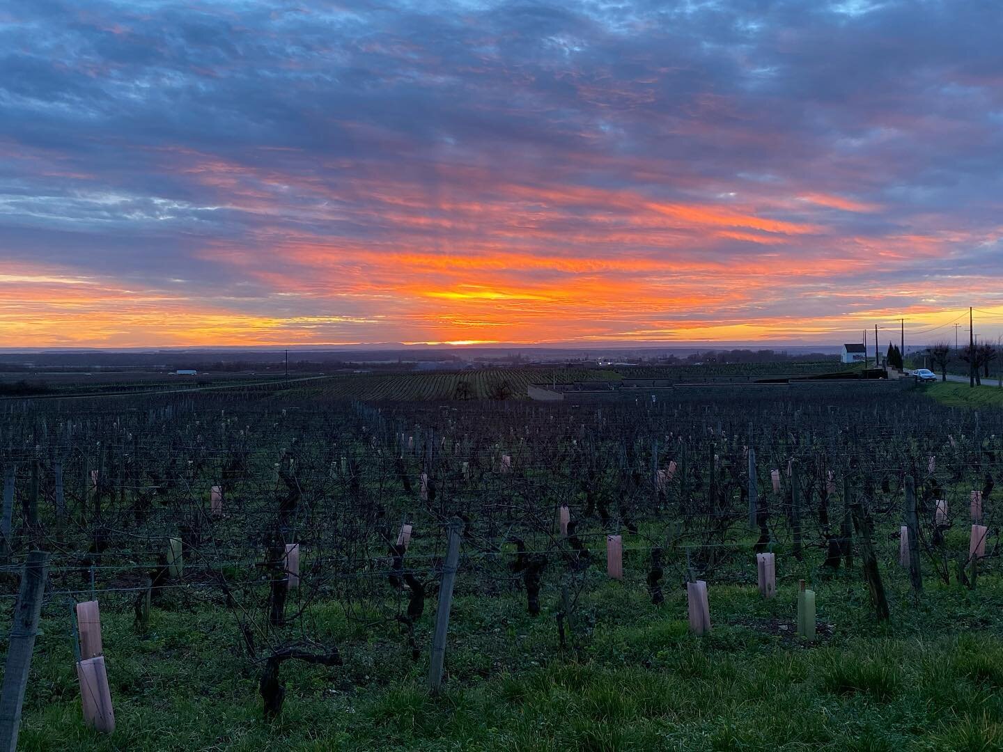 Sunrise on Chambolle😁🌅 #chambolle #chambollemusigny #sunrise #montblanc #winter #burgundy #felettig #domainefelettig #frenchwine #instawine #wine #vines #vineyard #picoftheday #naturephotography #vinsdebourgogne #welovebourgogne #cotedor #cotedorto