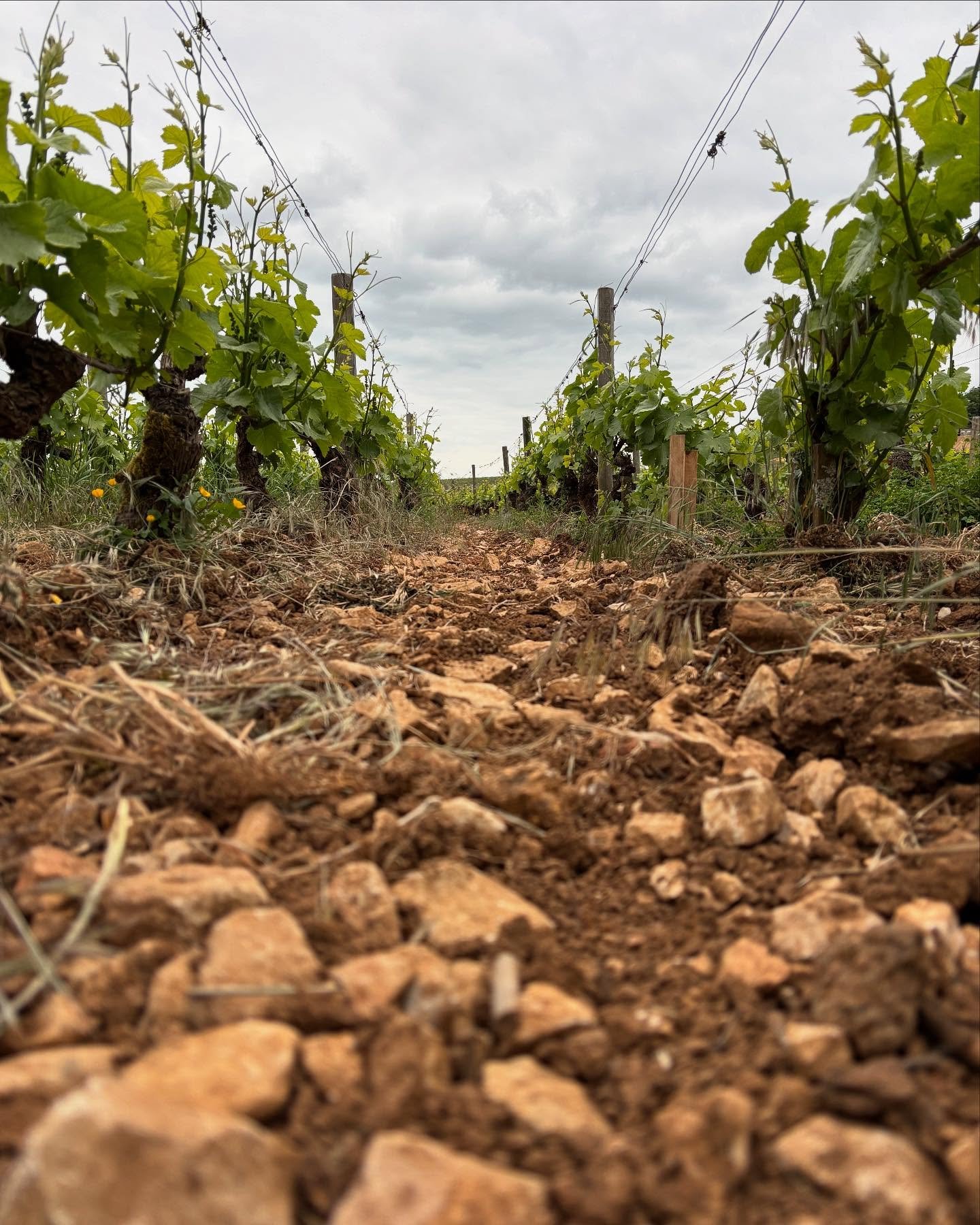 La saison est lanc&eacute;e ! 🌱.
.
.
.

#domainefelettig #felettig #chambollemusigny #spring #vines #vine #vineyard #vineyardviews #wine #winelovers #burgundy #burgundywine #burgundy #nature #naturephotography #naturelovers #cotedortourisme #weloveb