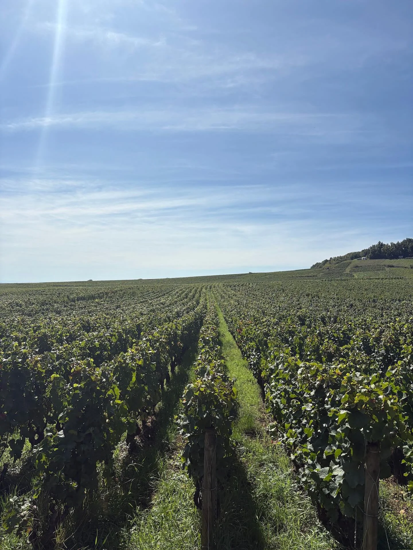 2025 💜
Merci &agrave; toute l&rsquo;&eacute;quipe du domaine pour la campagne effectu&eacute;e, et merci &agrave; tous nos vendangeurs pour leur aide et leur travail durant ces 10 jours ! 🙏🏻🍇.
.
.
.

#domainefelettig #chambolle #chambollemusigny 