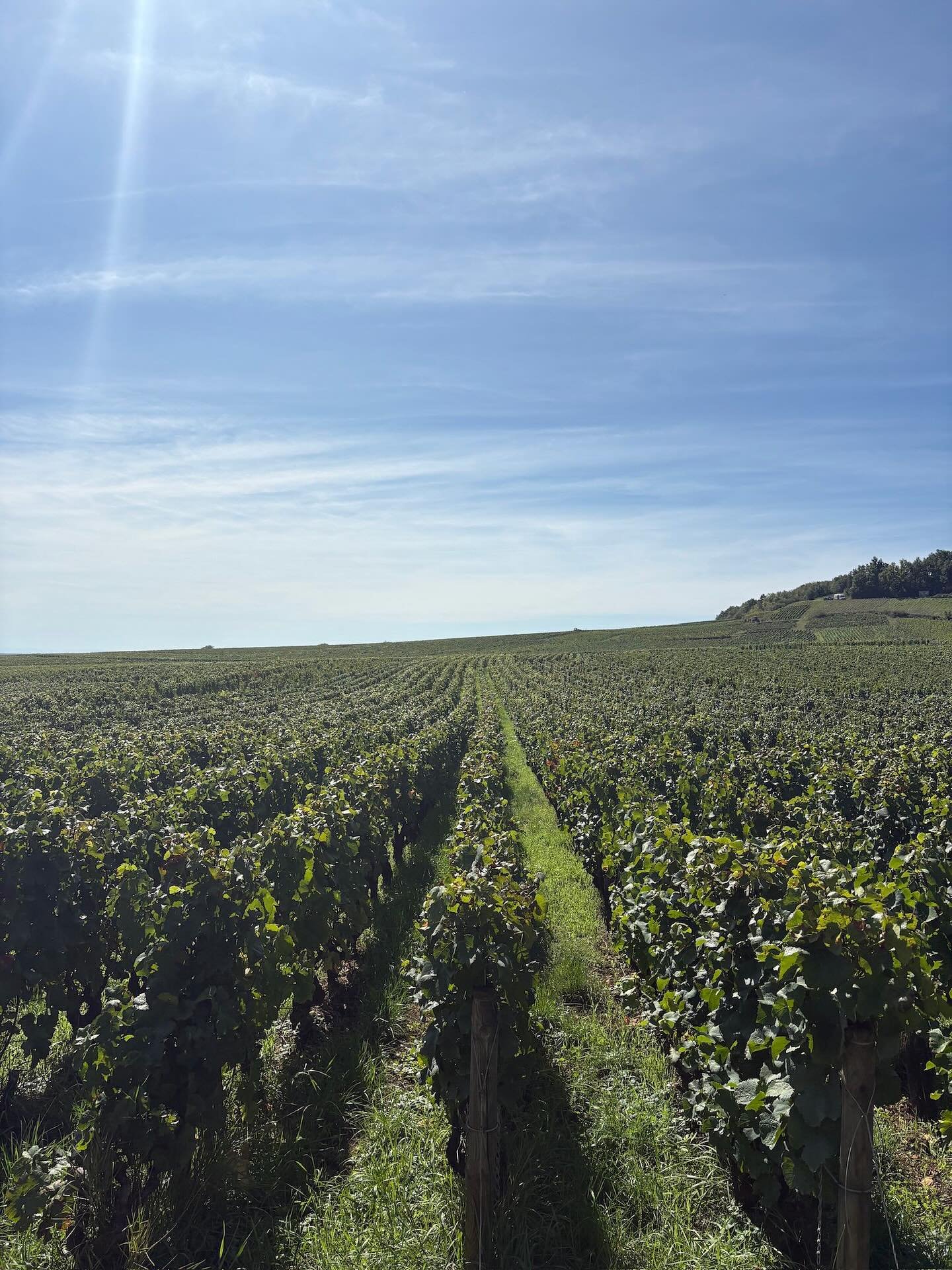 2025 💜
Merci &agrave; toute l&rsquo;&eacute;quipe du domaine pour la campagne effectu&eacute;e, et merci &agrave; tous nos vendangeurs pour leur aide et leur travail durant ces 10 jours ! 🙏🏻🍇.
.
.
.

#domainefelettig #chambolle #chambollemusigny 