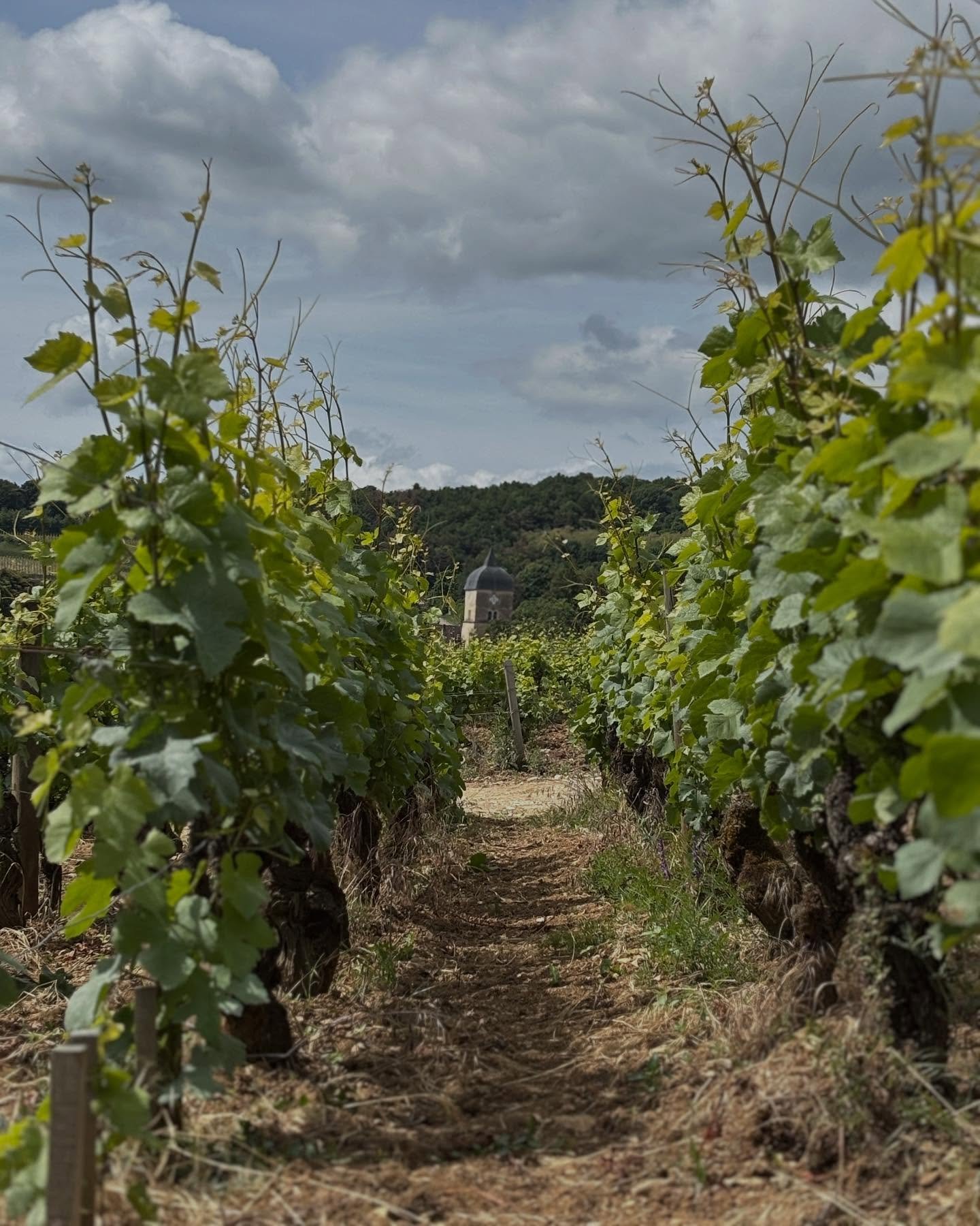 Premi&egrave;res fleurs dans nos parcelles ! 🍇🍀🌱

.
.

#domainefelettig #felettig #chambollemusigny #spring #vines #vine #vineyard #vineyardviews #wine #winelovers #burgundy #burgundywine #burgundy #nature #naturephotography #naturelovers #cotedor