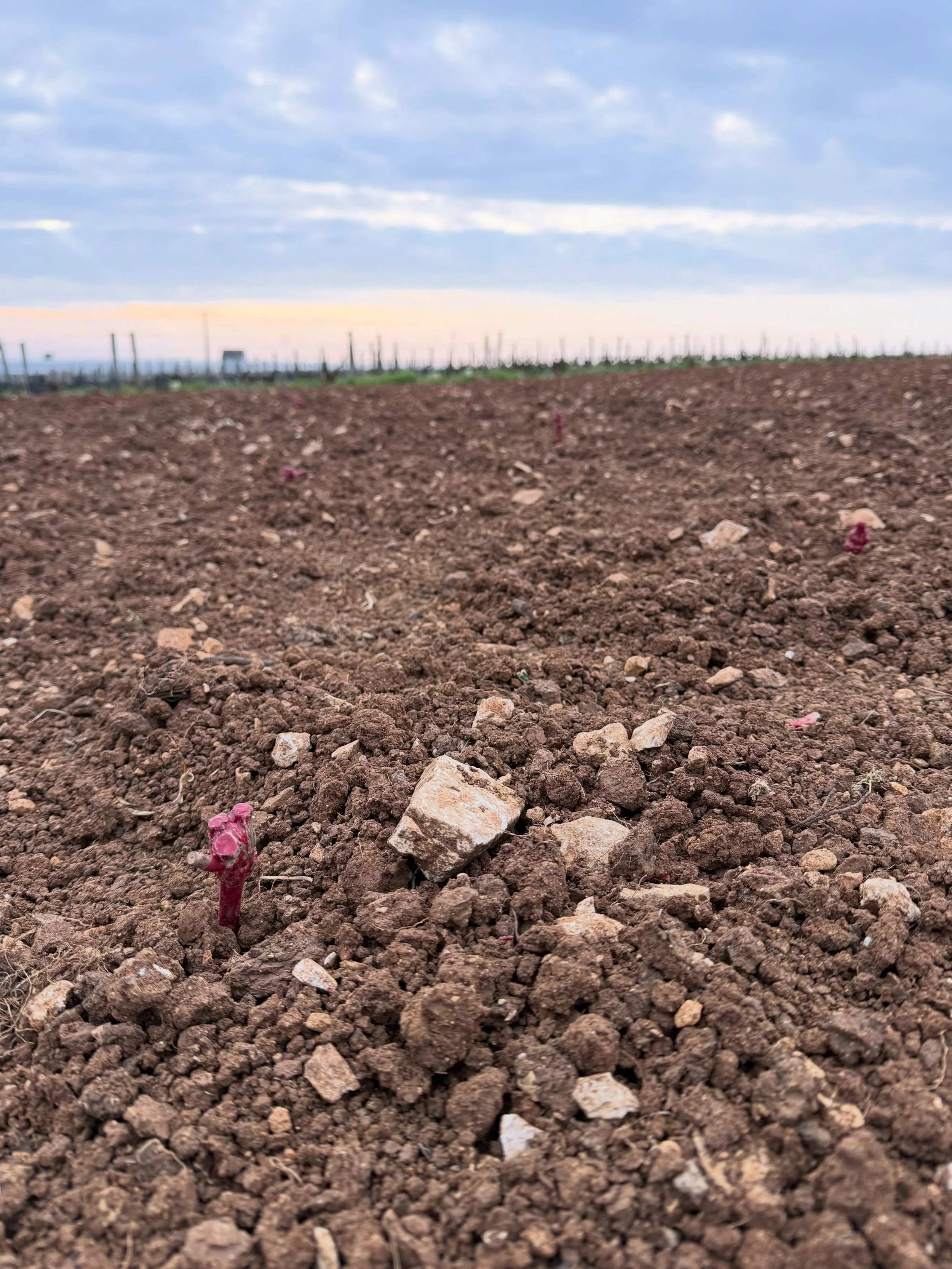 Dans la pellicule du domaine ces derni&egrave;res semaines ! 
La saison est d&eacute;j&agrave; bien lanc&eacute;e ! 

- plantation au d&eacute;but du printemps 
- ebourgeonnage 
- relevage 
- floraison 
- arrosage des plants 
- piochage 
- relevage

