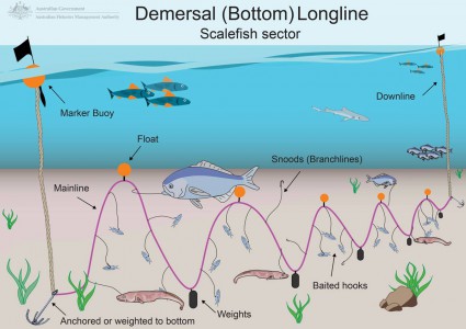 bottom longline fishing