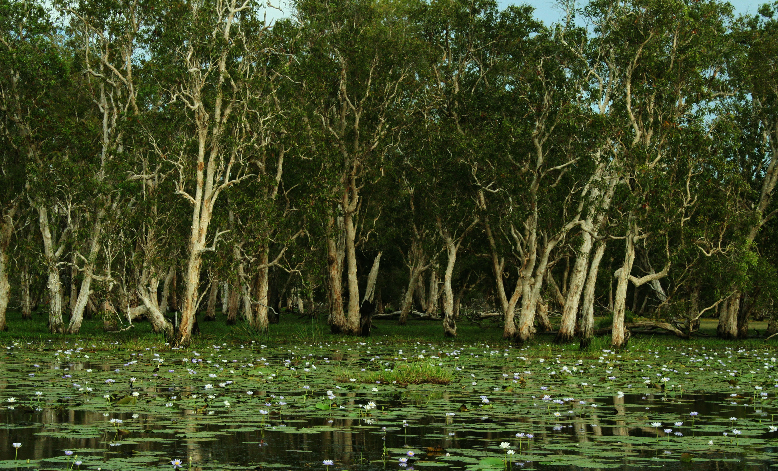 Healthy-wetlands,-forests-ecol-servcies.jpg