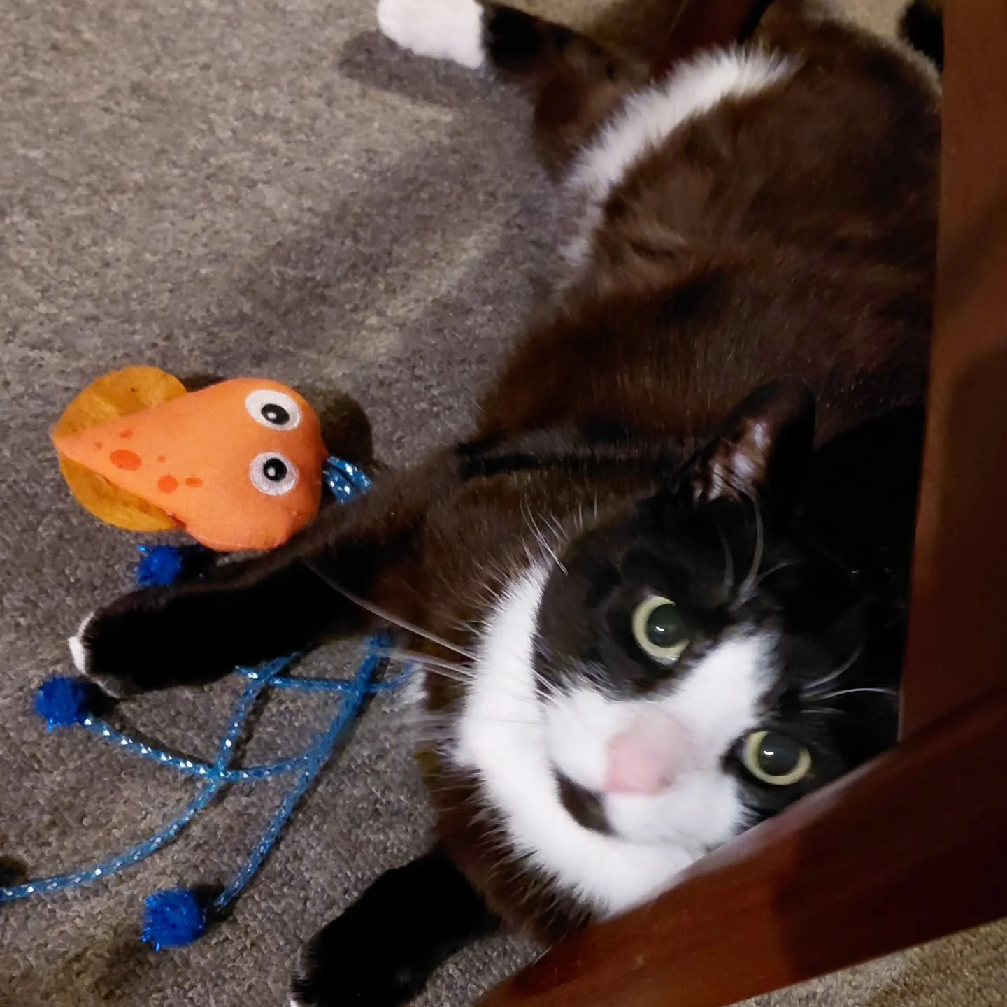 2026 er lidt startet med et brag og lange dage. 

Det betyder, at jeg har v&aelig;ret meget hjemmefra, hvilket s&aring; absolut ikke huer Missest&aelig;ten. Hvad rager workshops og samarbejder og formidling ham, n&aring;r hans mave er efterladt uden 