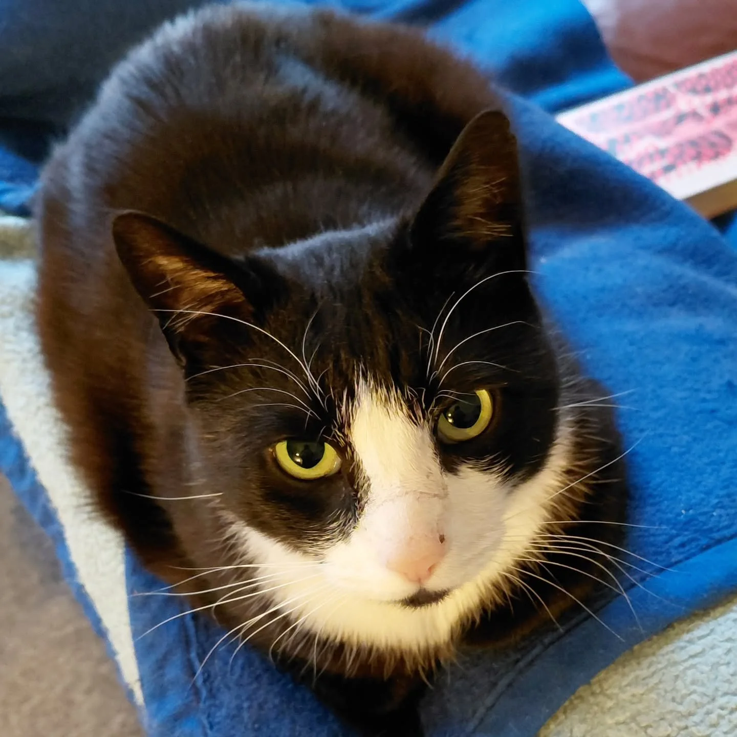 I dag har v&aelig;ret vidunderlig 🙂

Klokken 06 nappede Knud mig i armen, for de der godmorgen-snacks serverede ikke sig selv. Efter Missest&aelig;ten var blevet h&aring;ndfodret, n&aring;ede jeg en kop kaffe og 30 siders l&aelig;sning p&aring; sofa