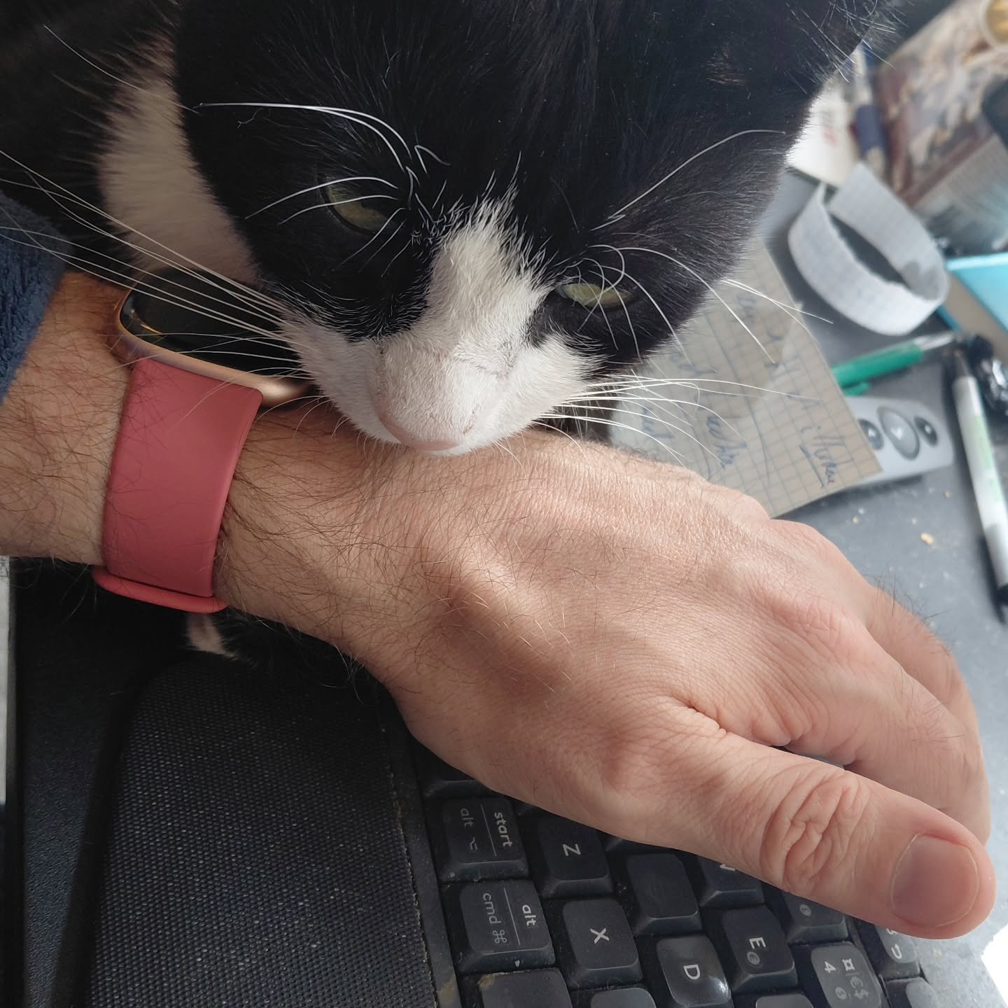 Det er s&oslash;ndag og Knud hj&aelig;lper mig i redakt&oslash;rarbejdet. Han mener at lette bid, en ru tunge, hovedst&oslash;d og konstant spinden er v&aelig;sentlige komponenter og hvis det ikke hj&aelig;lper, s&aring; l&aelig;gger han sig da bare 