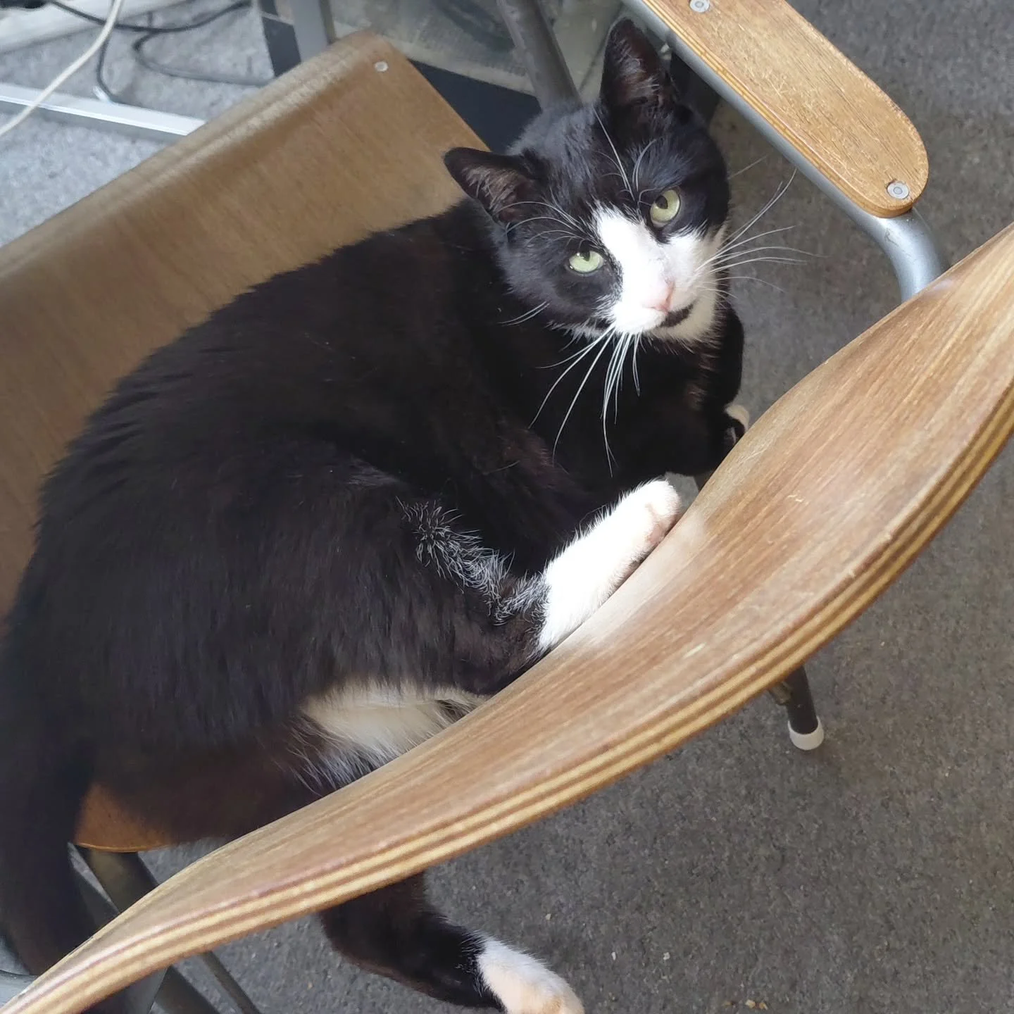 Jeg bruger mindre og mindre tid p&aring; de sociale medier, s&aring; her er en almen update, der kan holde et stykke tid. Knud er model fordi han har stj&aring;let min stol.

- Jeg l&oslash;ber stadig hver dag. Om lidt runder jeg de 1000 dage i streg