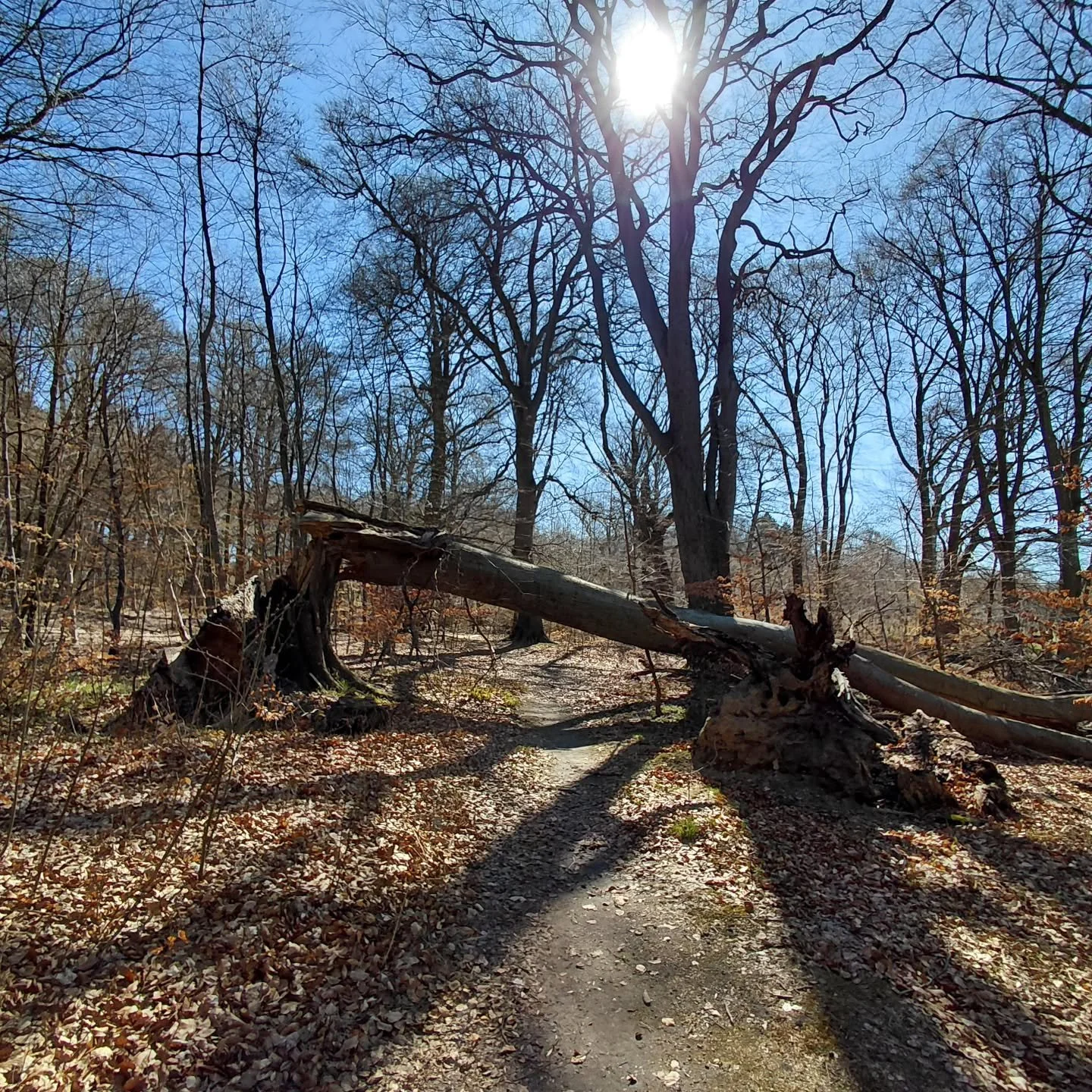 For&aring;ret er rykket ind og p&aring; dagens l&oslash;betur kunne jeg bevidne, at det v&aelig;ltede tr&aelig; har overlevet endnu en vinter 🙂

Der er noget magisk over at dukke hovedet og l&oslash;be under et kn&aelig;kket, men stadig levende tr&a