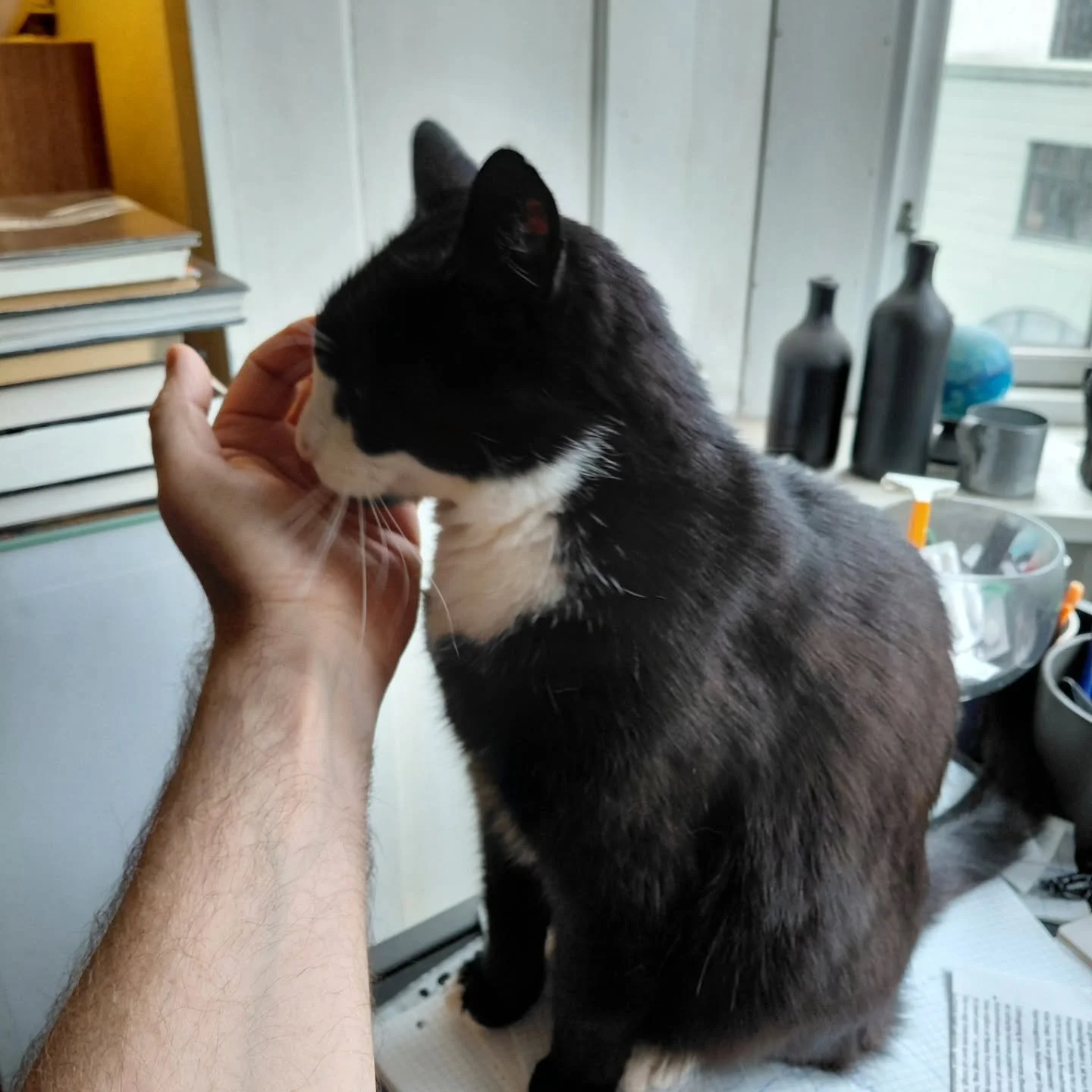 Mine hjemmearbejdsdage blev &aelig;dt af terminspr&oslash;ver og planl&aelig;gningsl&oslash;rdag, s&aring; tidligt i morges sp&aelig;ndte jeg hjelm og sele, fandt mit support animal og startede arbejdsmaskinen (om den k&oslash;rer p&aring; sol,kaffe,