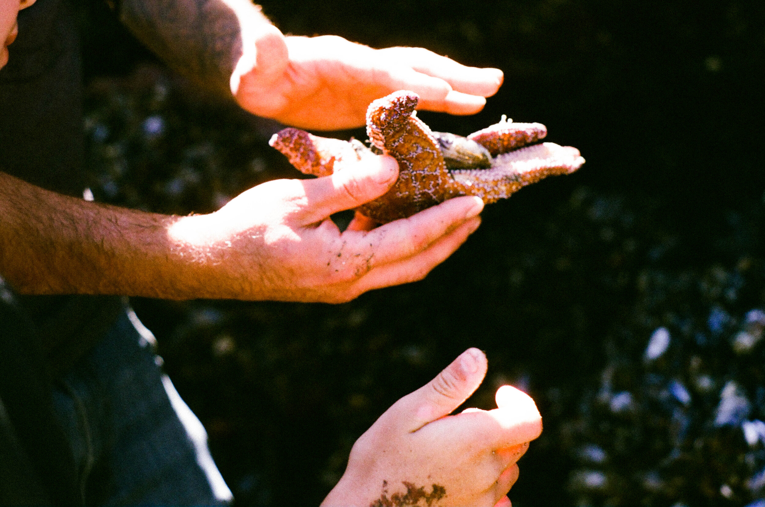 daniel and gavin's hands over starfish.jpg