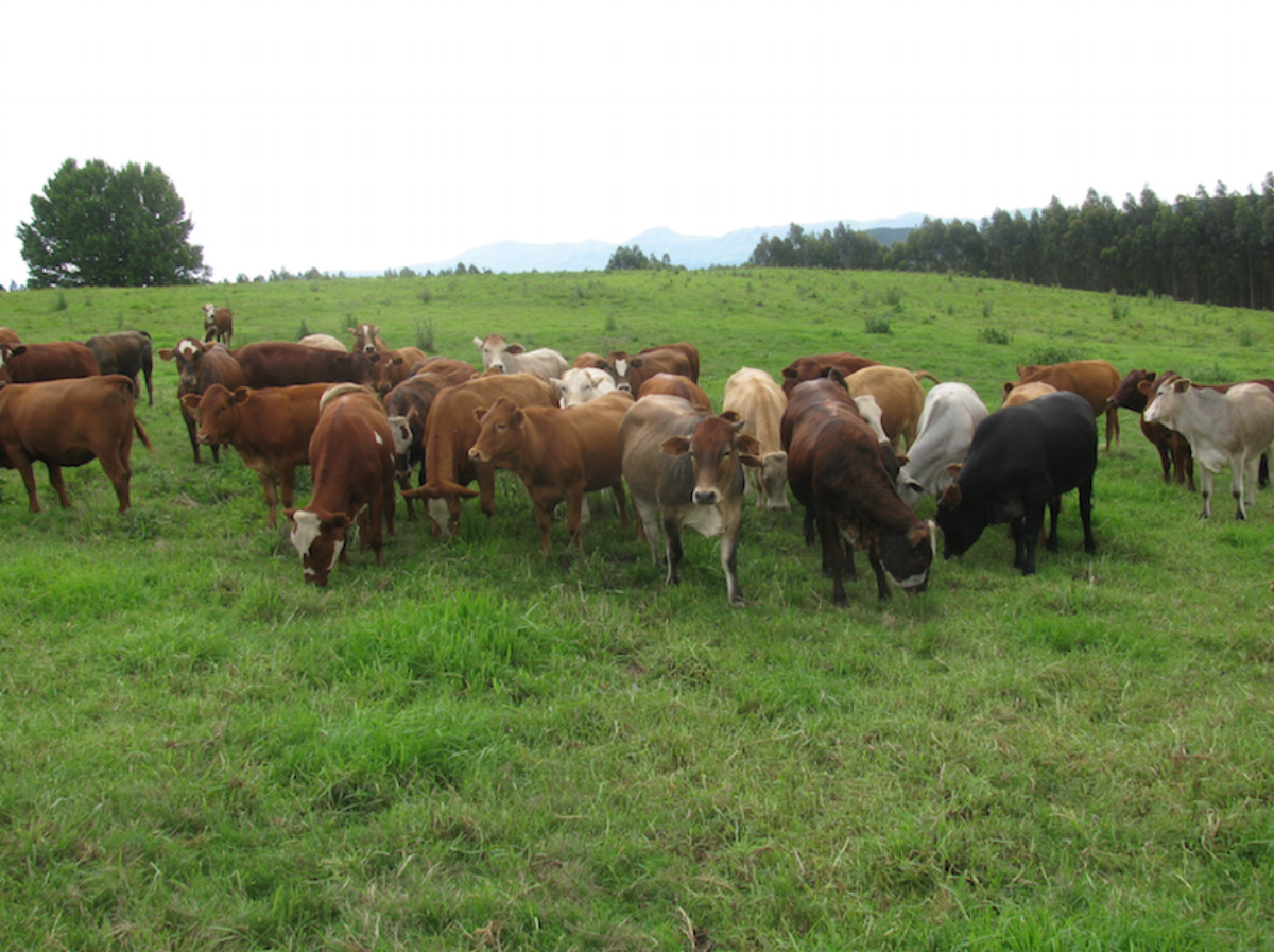 Cows.jpg