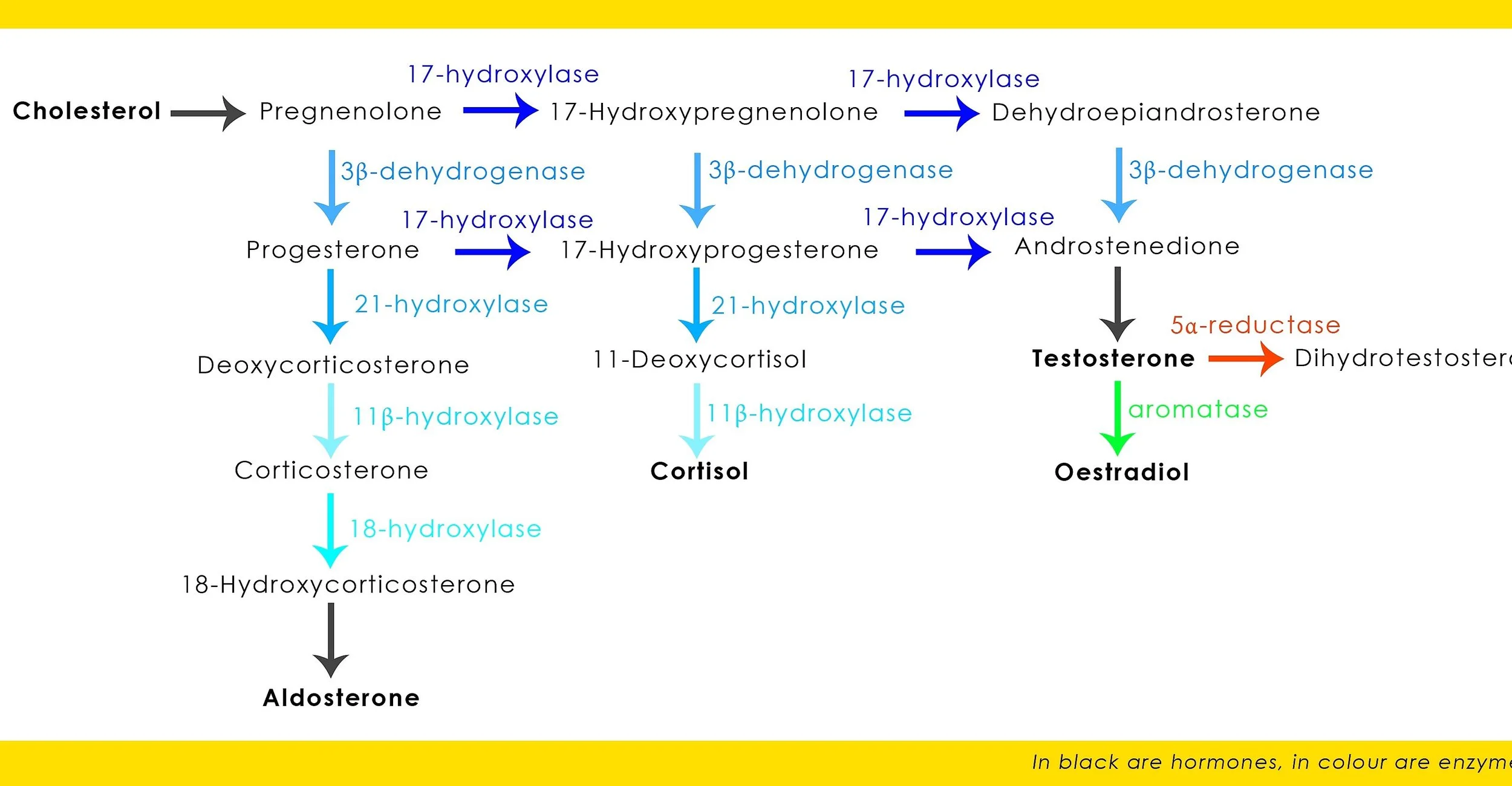 steroid pathway.jpg