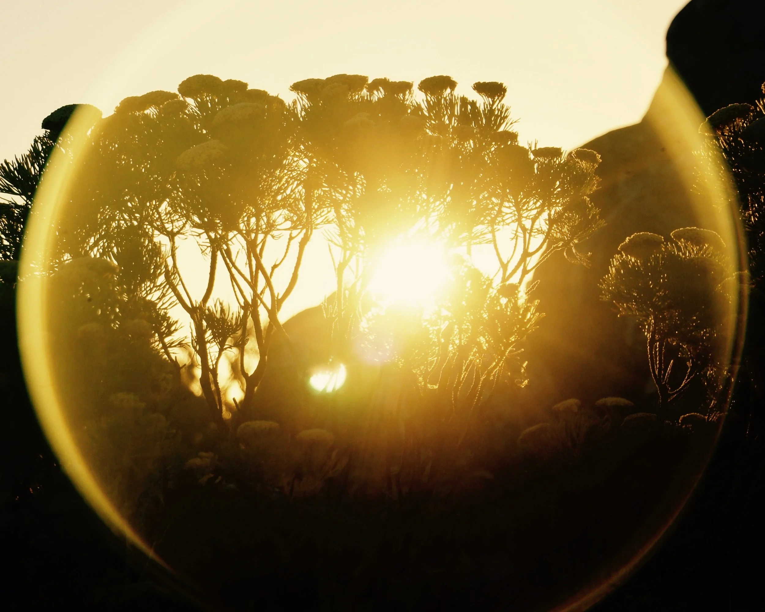 The truth about the biology of menopause