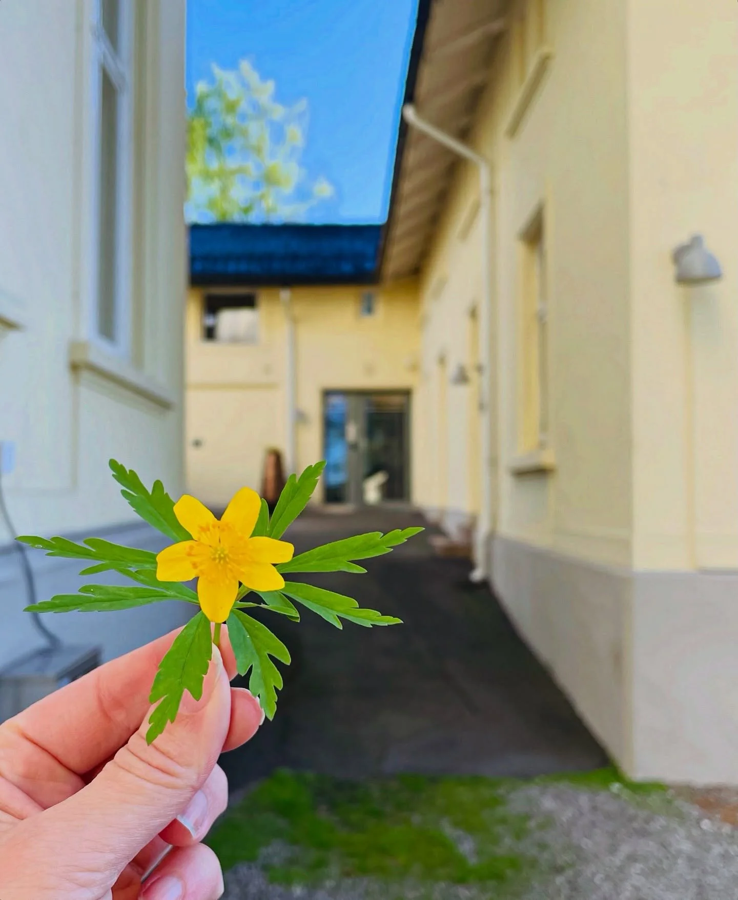 Stallen v&aring;r p&aring; Madserud G&aring;rd, kler v&aring;ren 🌼