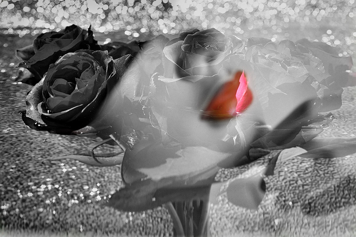A black and white photograph of a water lily with a single pink petal in the center.