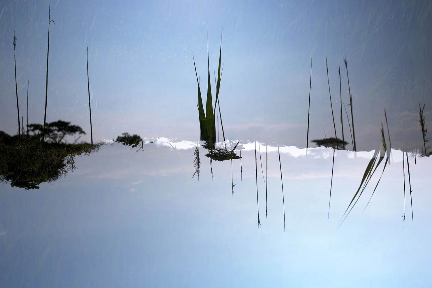 Sunken Forrest©Eileen Lerner