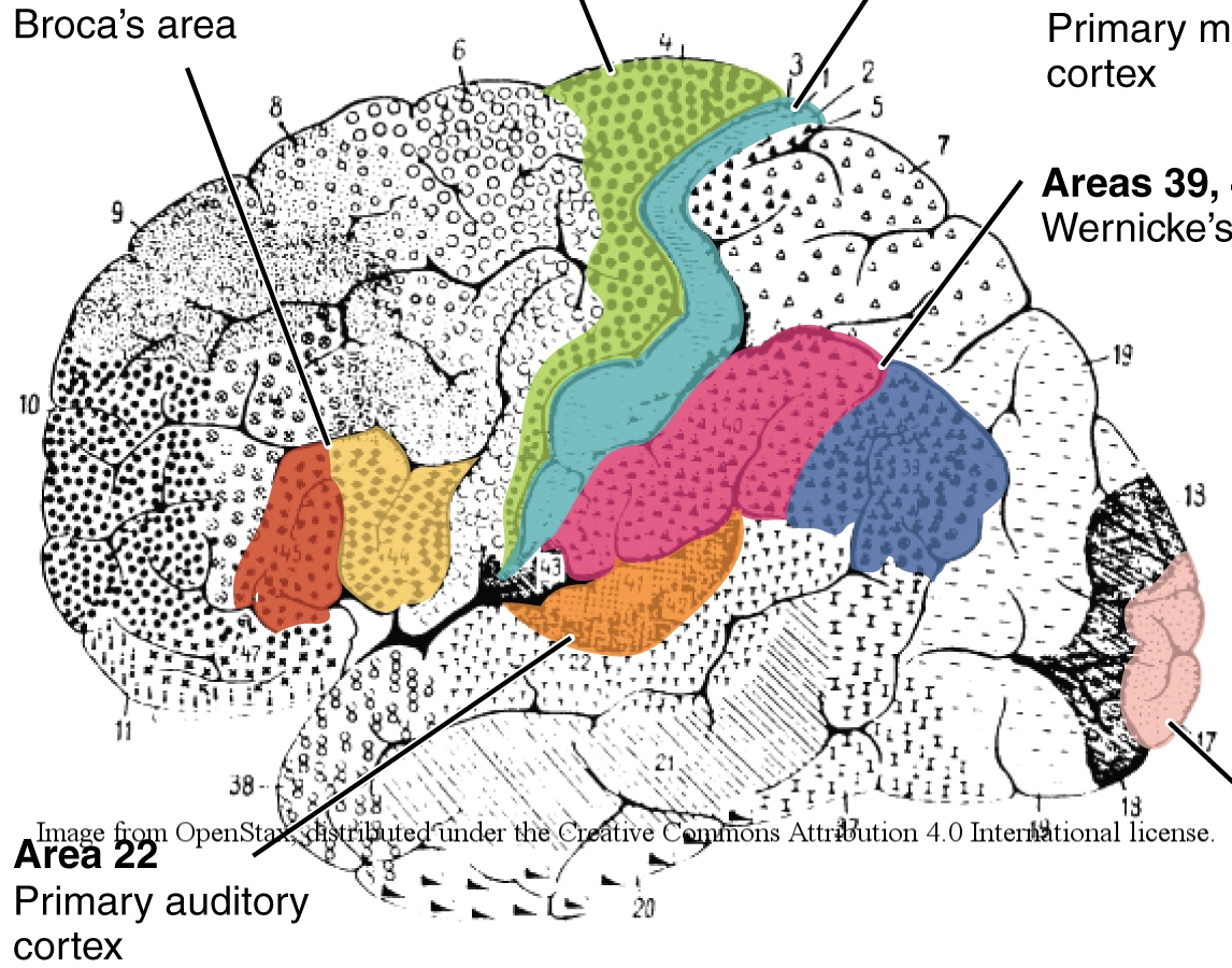 1307_Brodmann_Areas_lateral.jpg