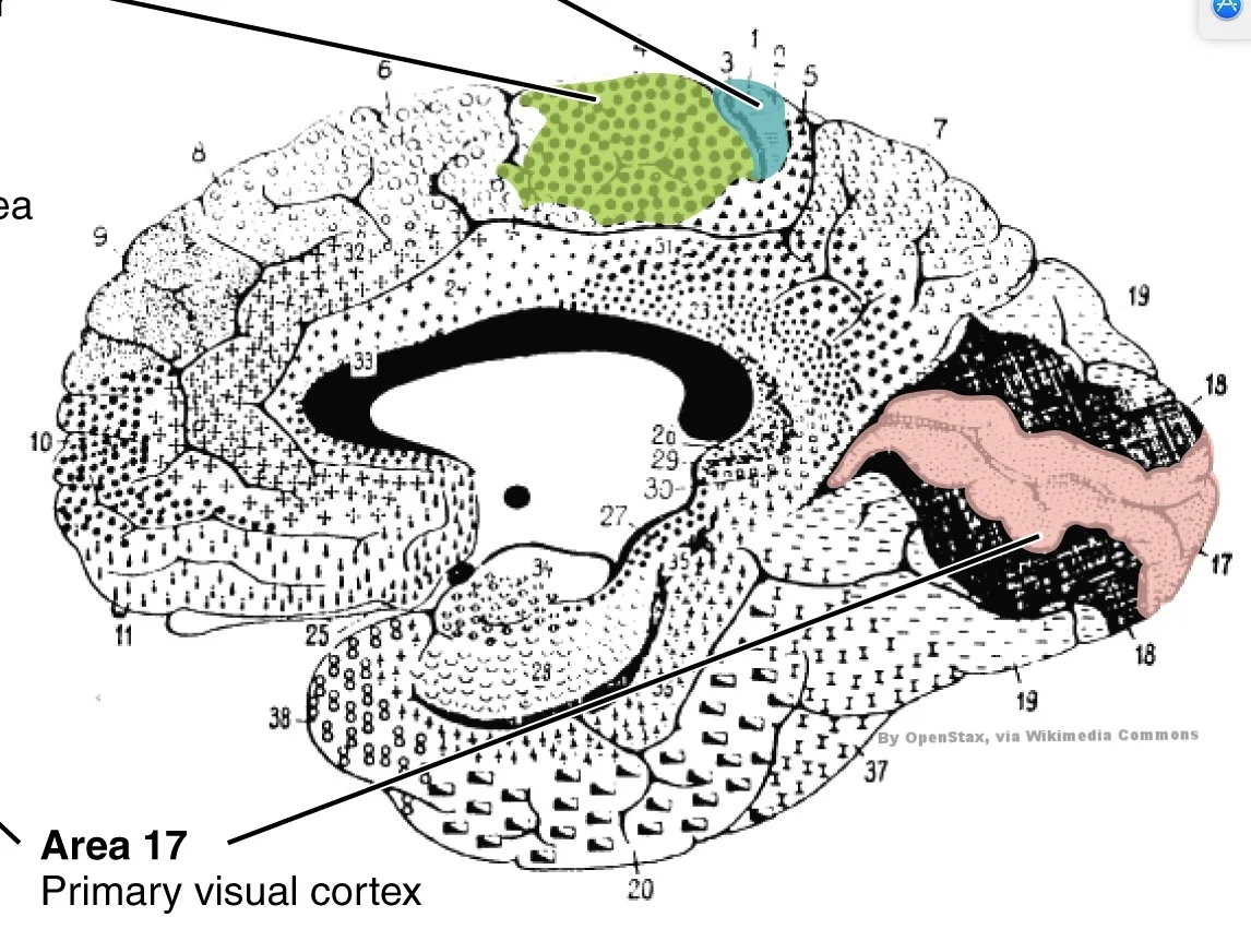 brodmann medial.jpeg