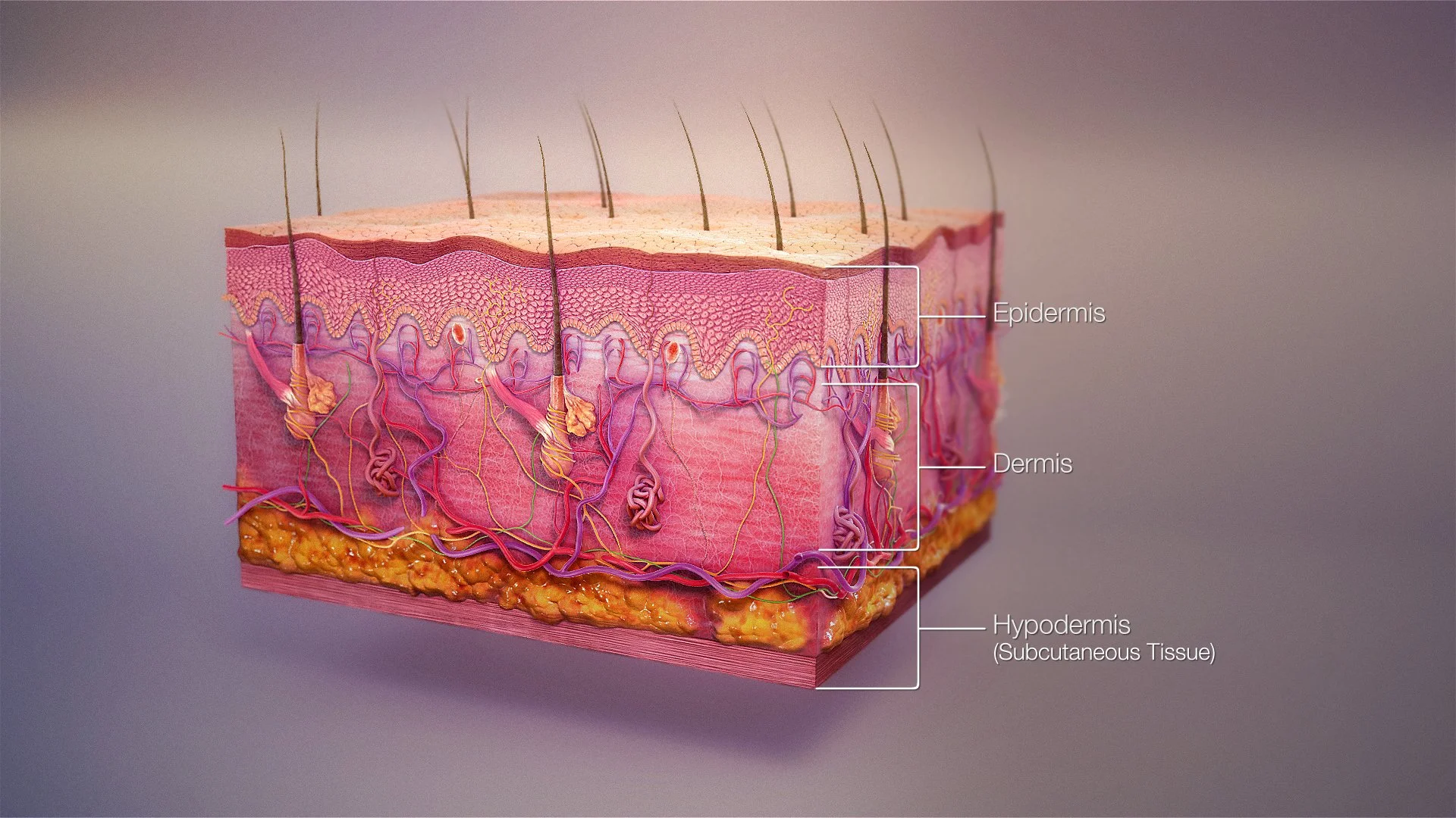 3D_medical_animation_skin_layers.jpg