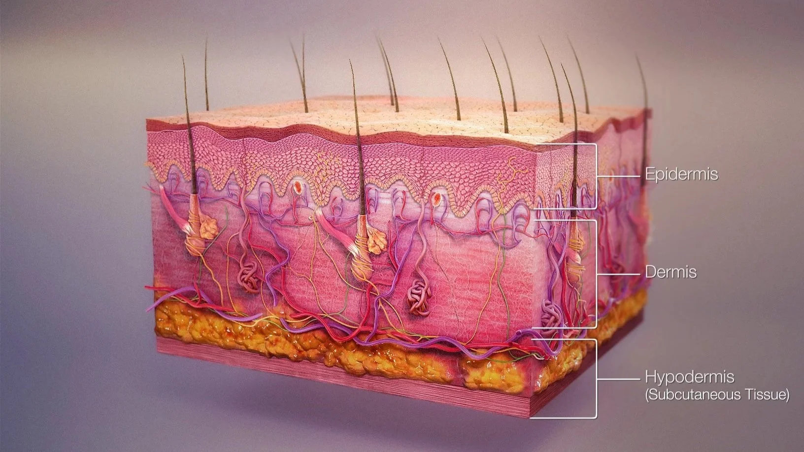 3D_medical_animation_skin_layers.jpg