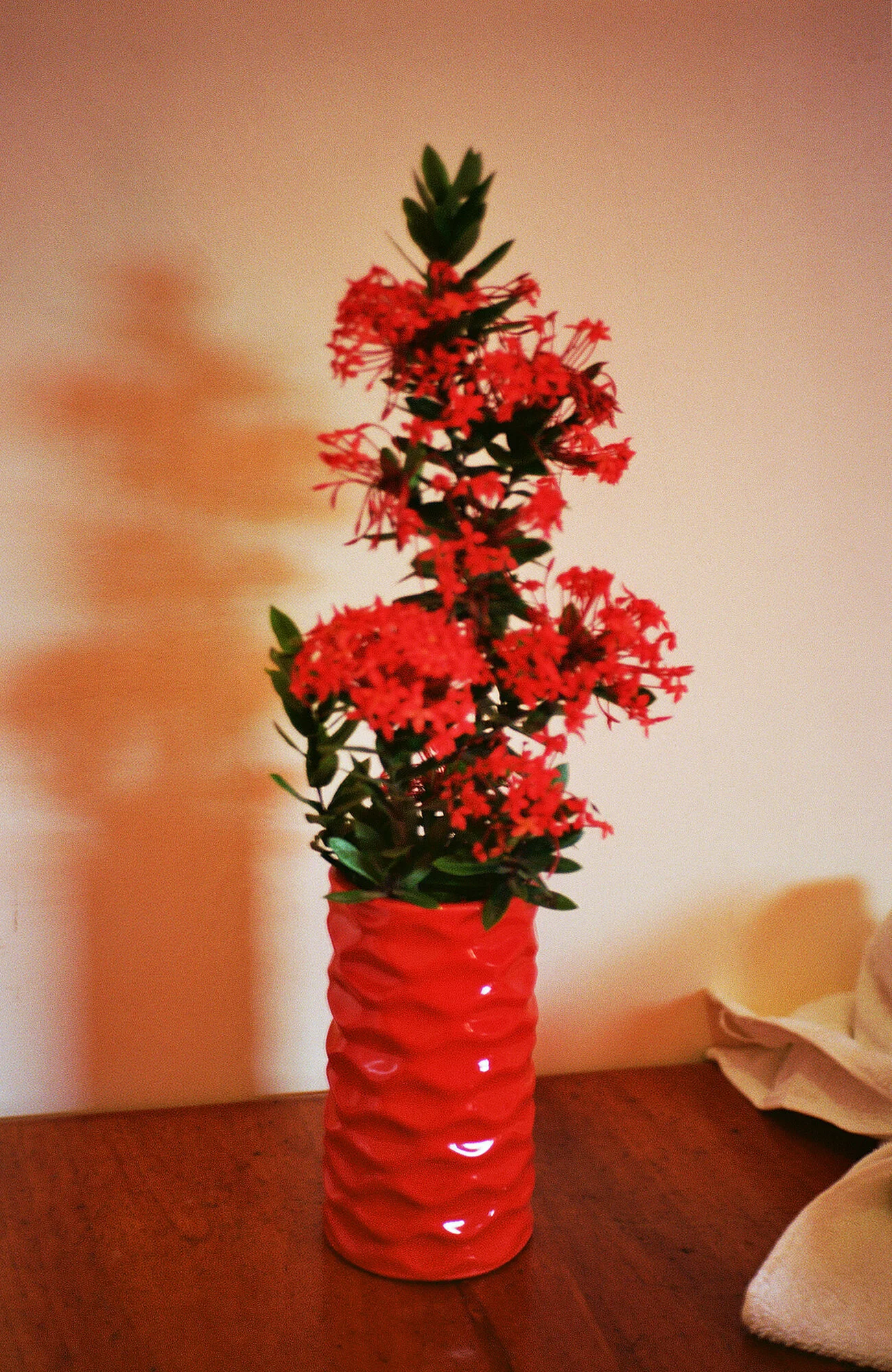 flowers, C-Print, 21,3 x 32 cm