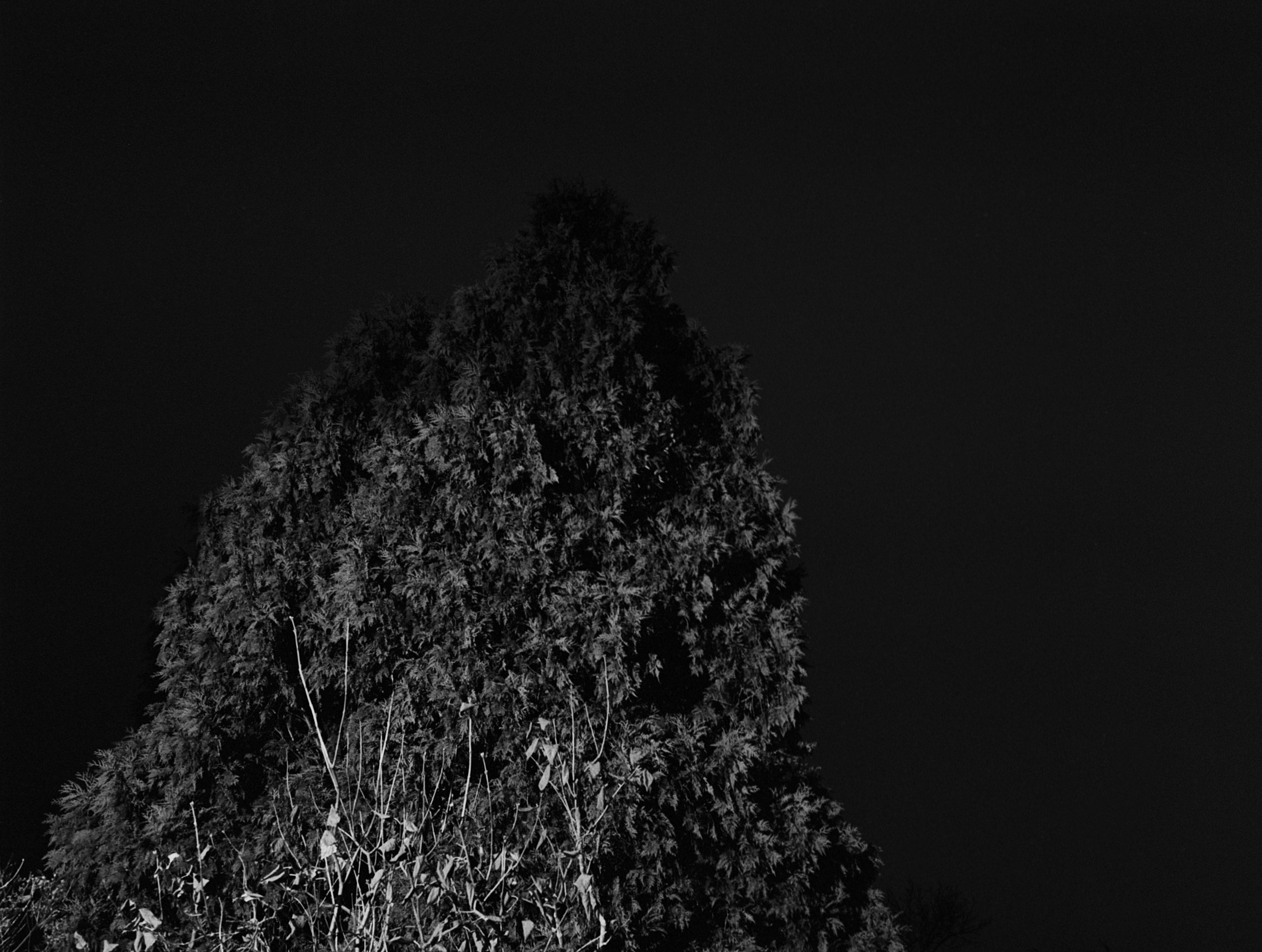 12_Night Tree.jpg