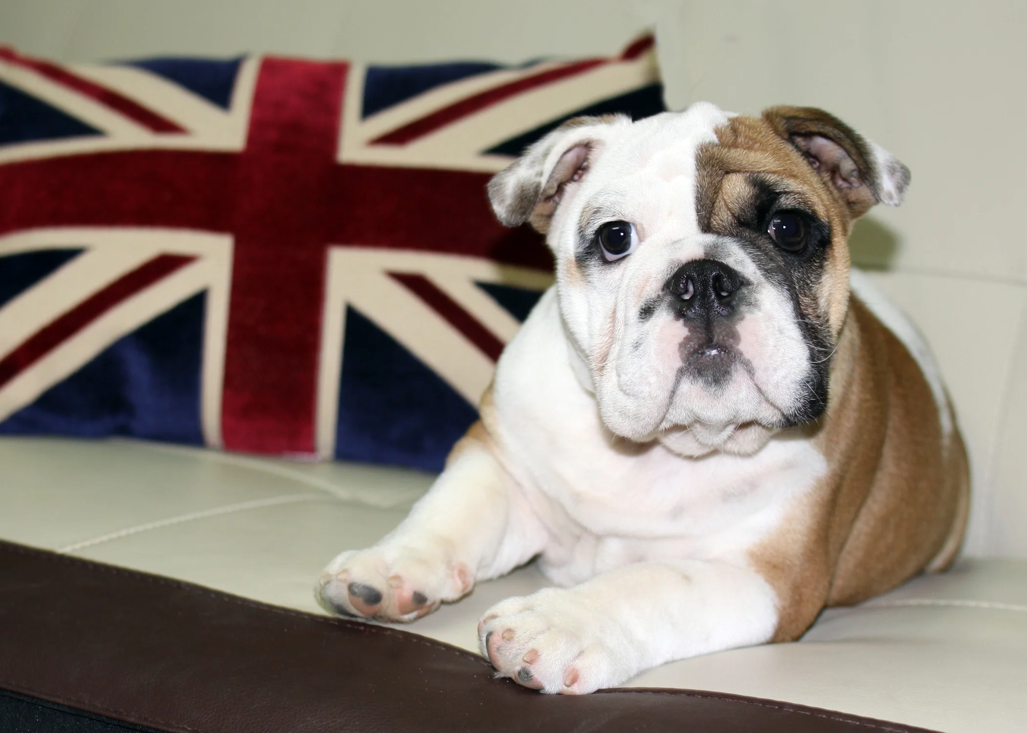 daisyflag.jpg