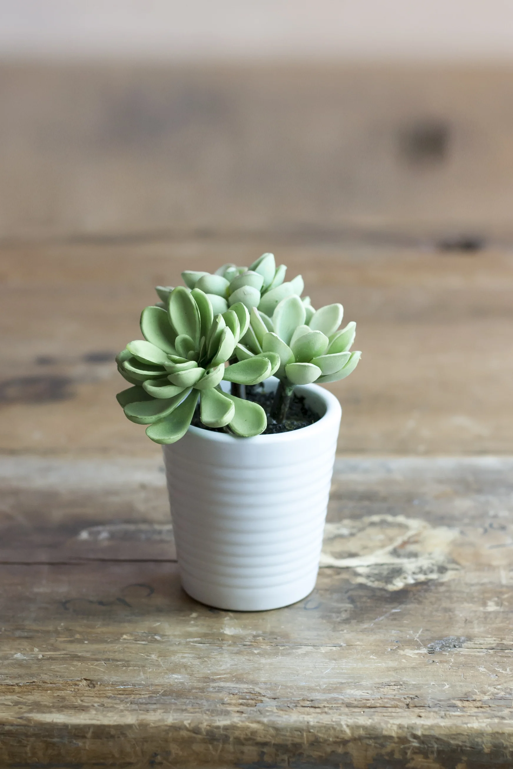 Cute, little, faux succulent plant in a white plant pot.