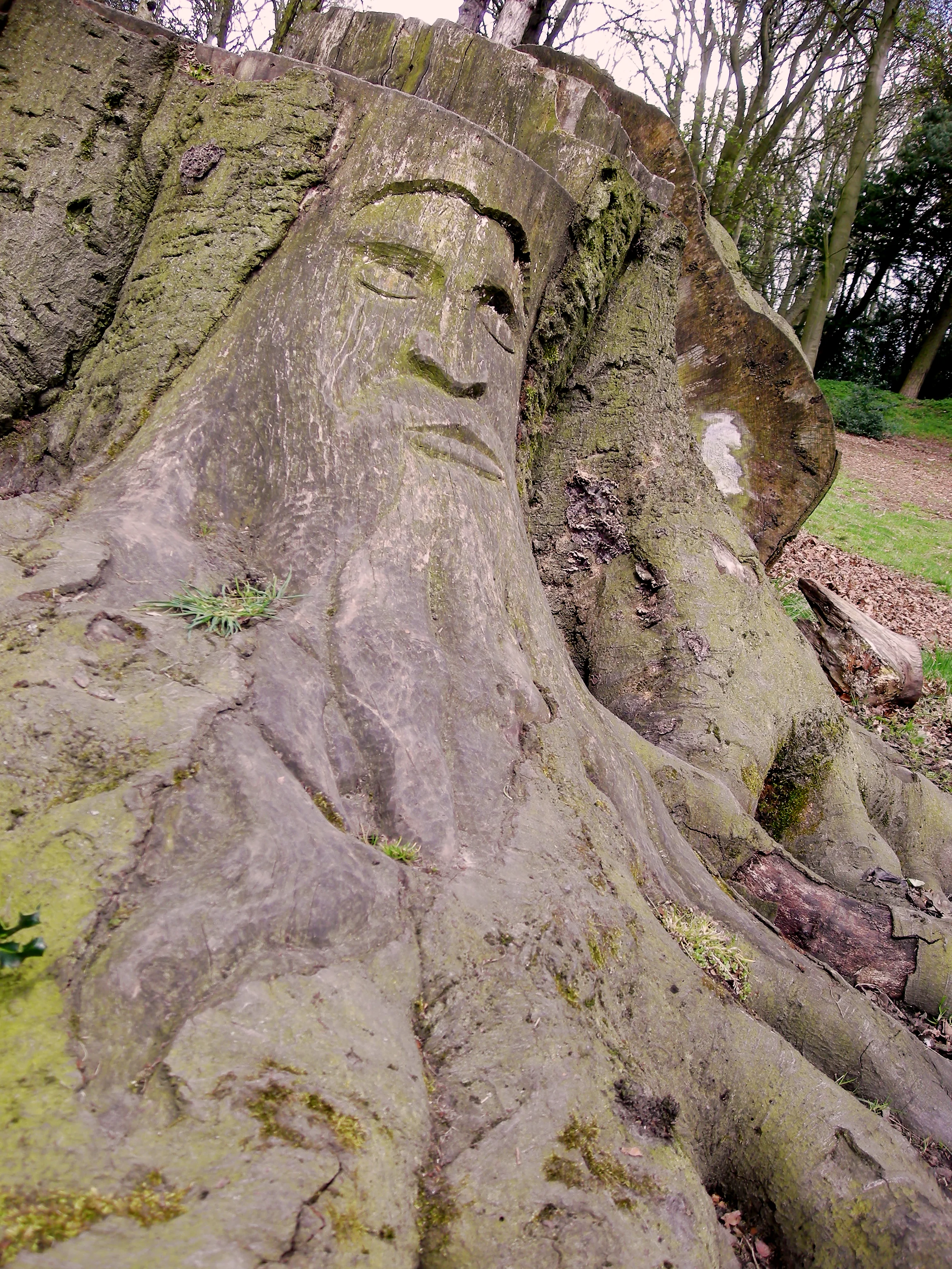 An old tree stump with a face carved into it looking like its asleep