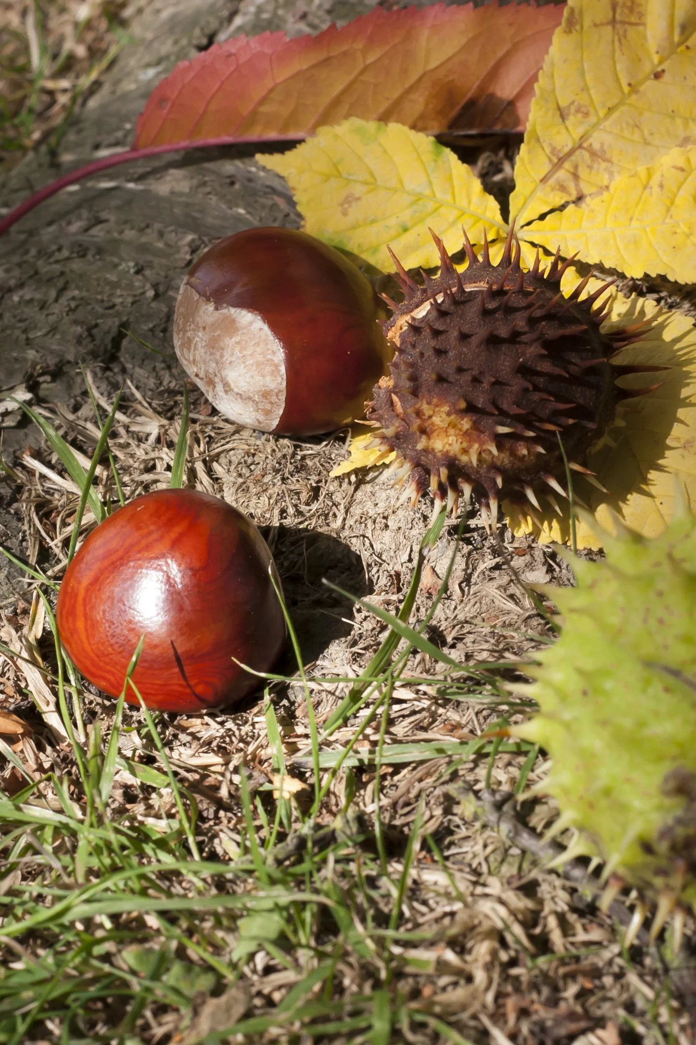 Three conkers fallen onto the forest floor amongst leaves, one conker still in its shell